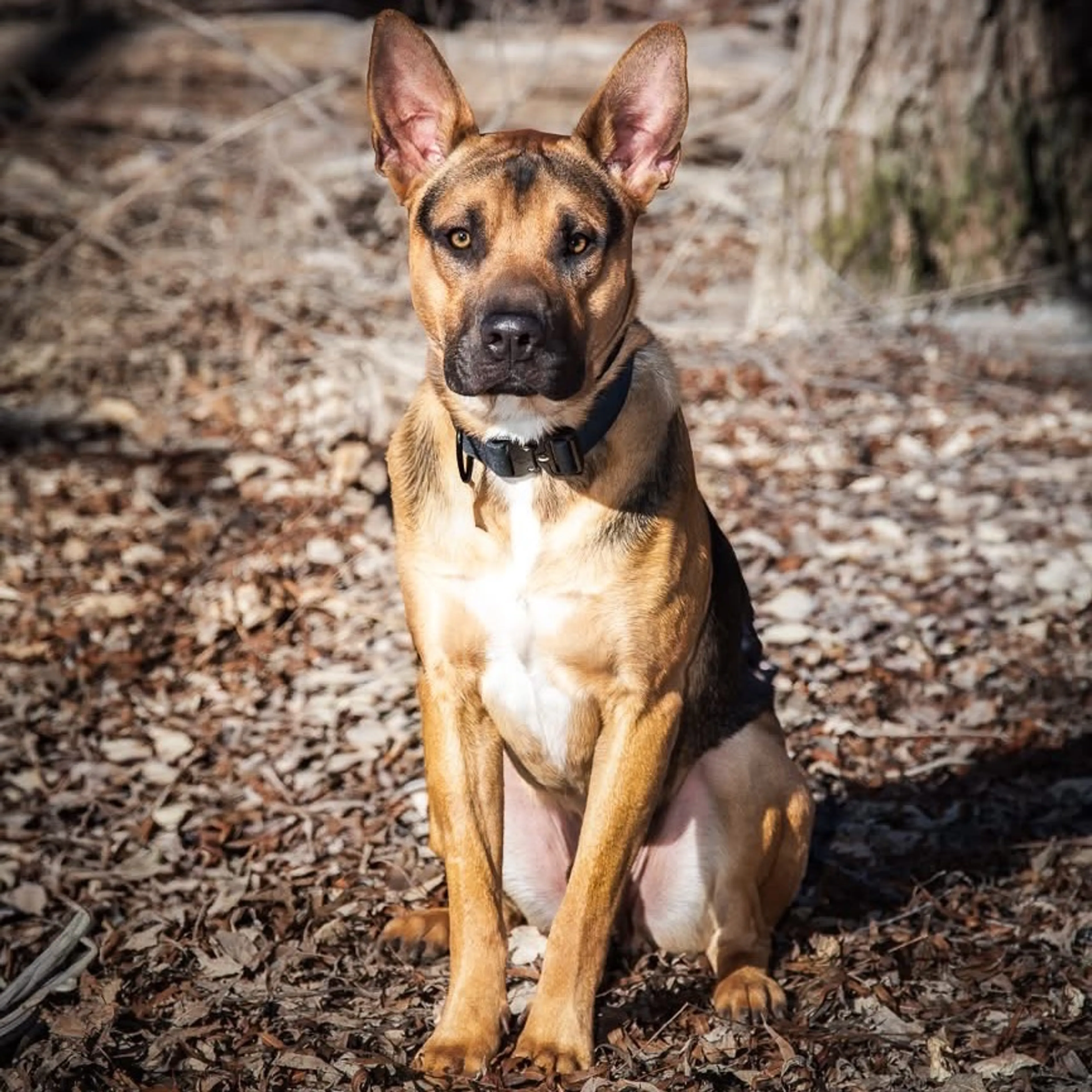 Found pet-11
