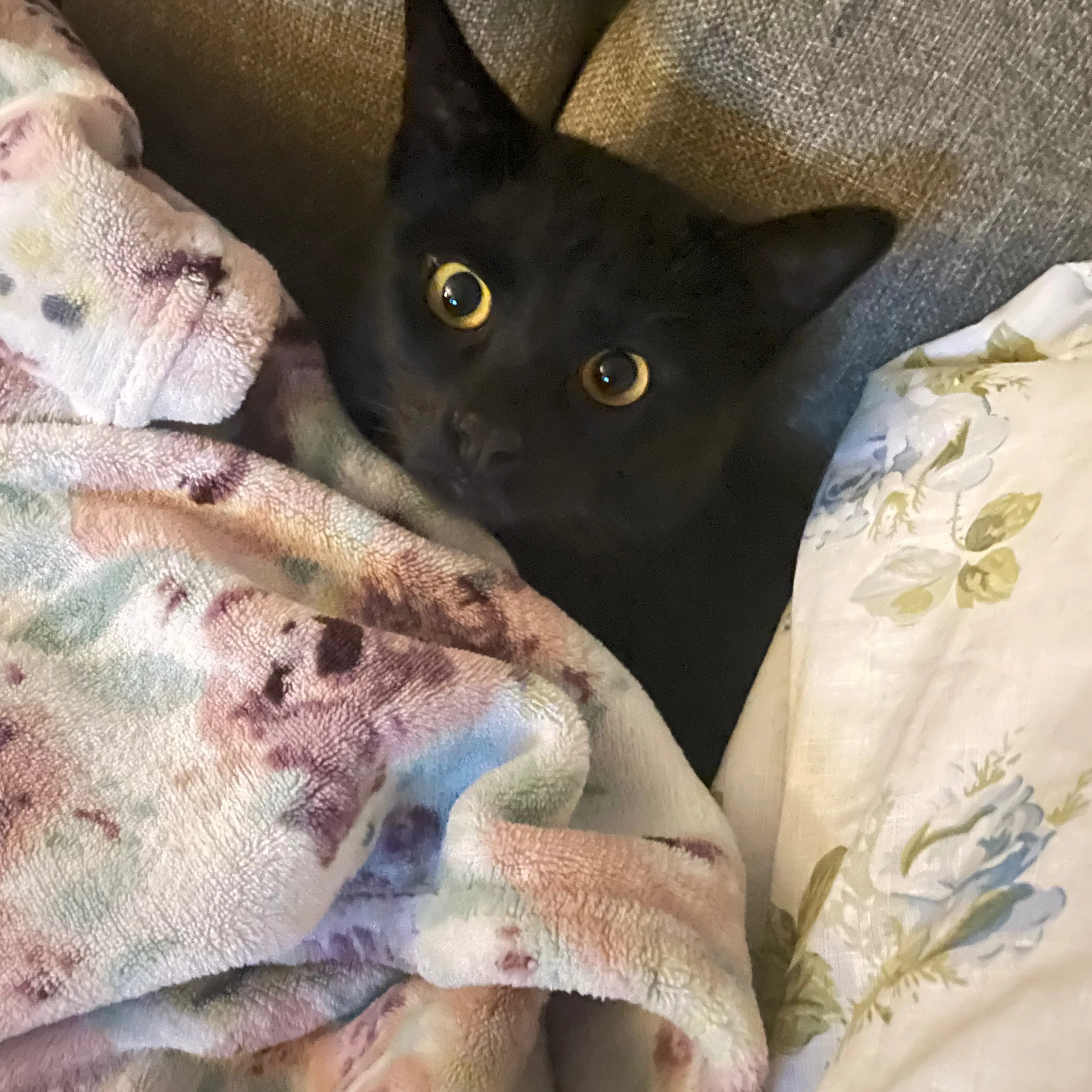 Lost pet-0