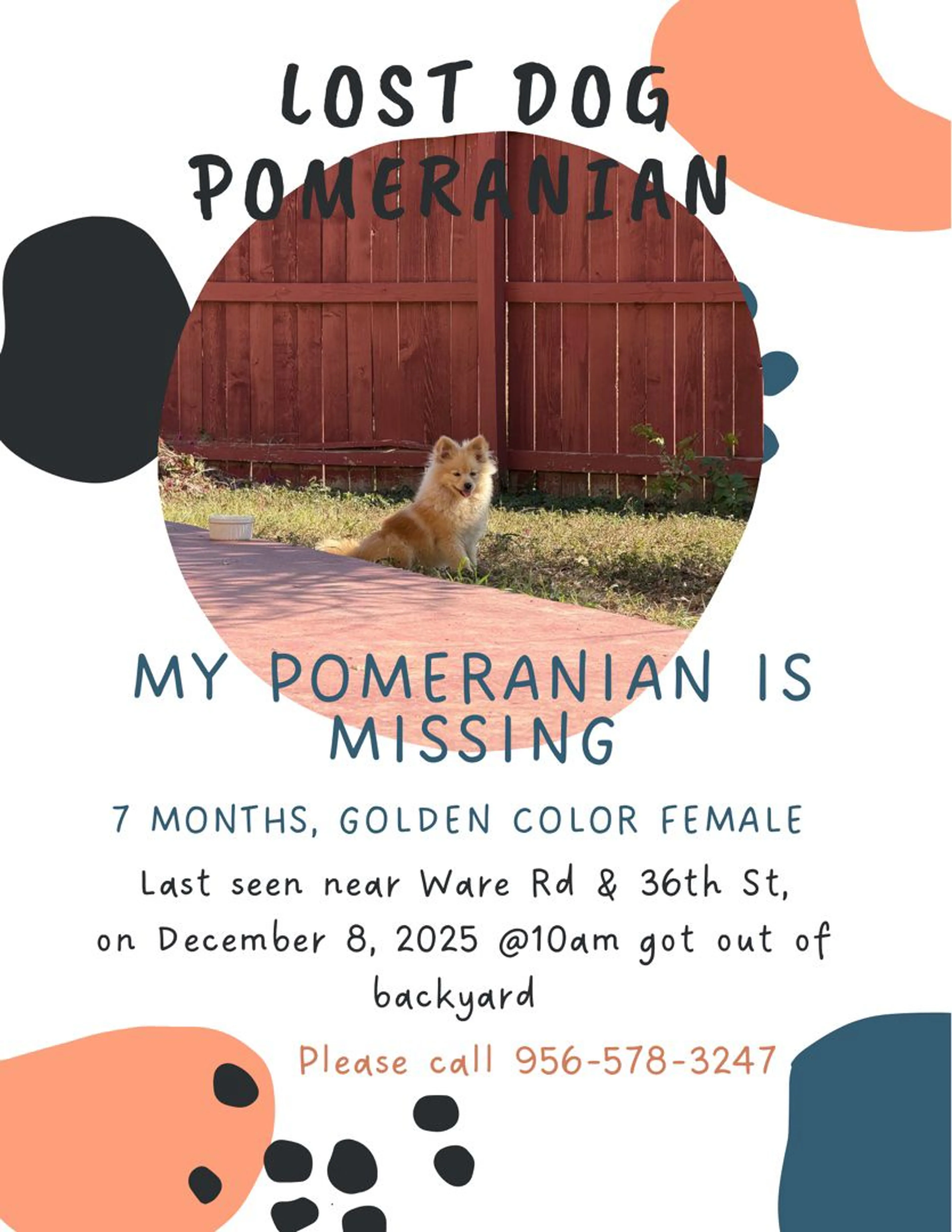 Lost pet