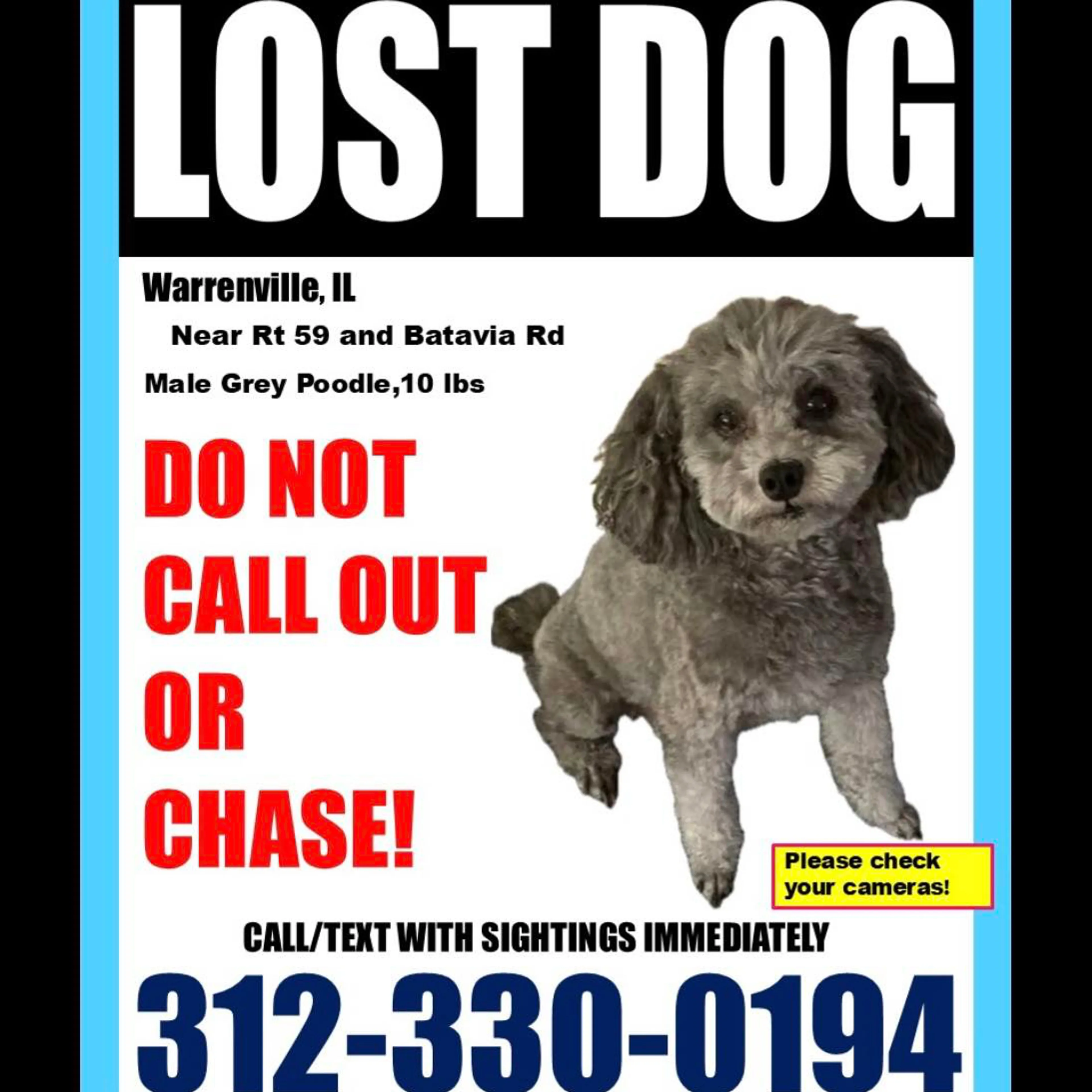Lost pet-1
