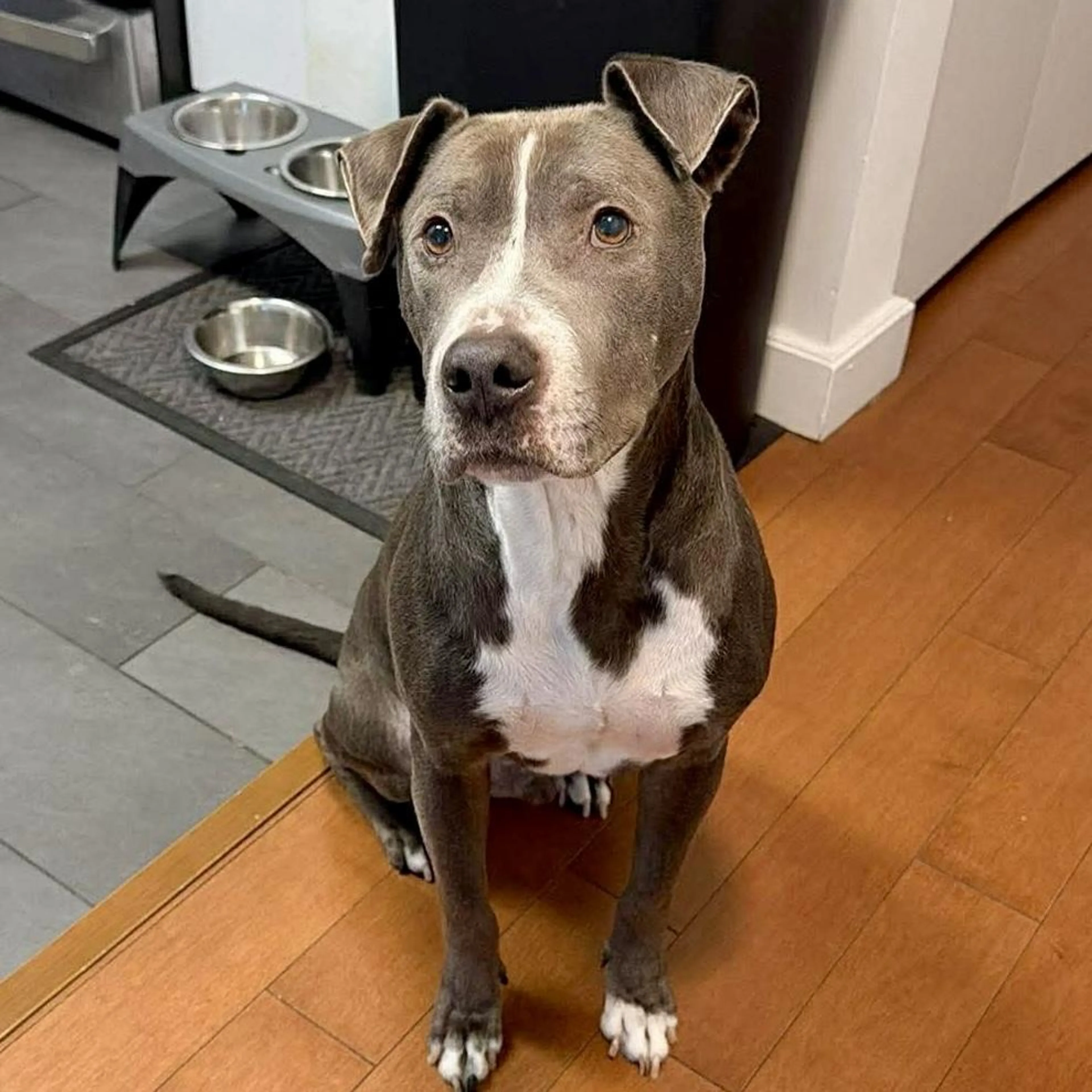 Found pet-3