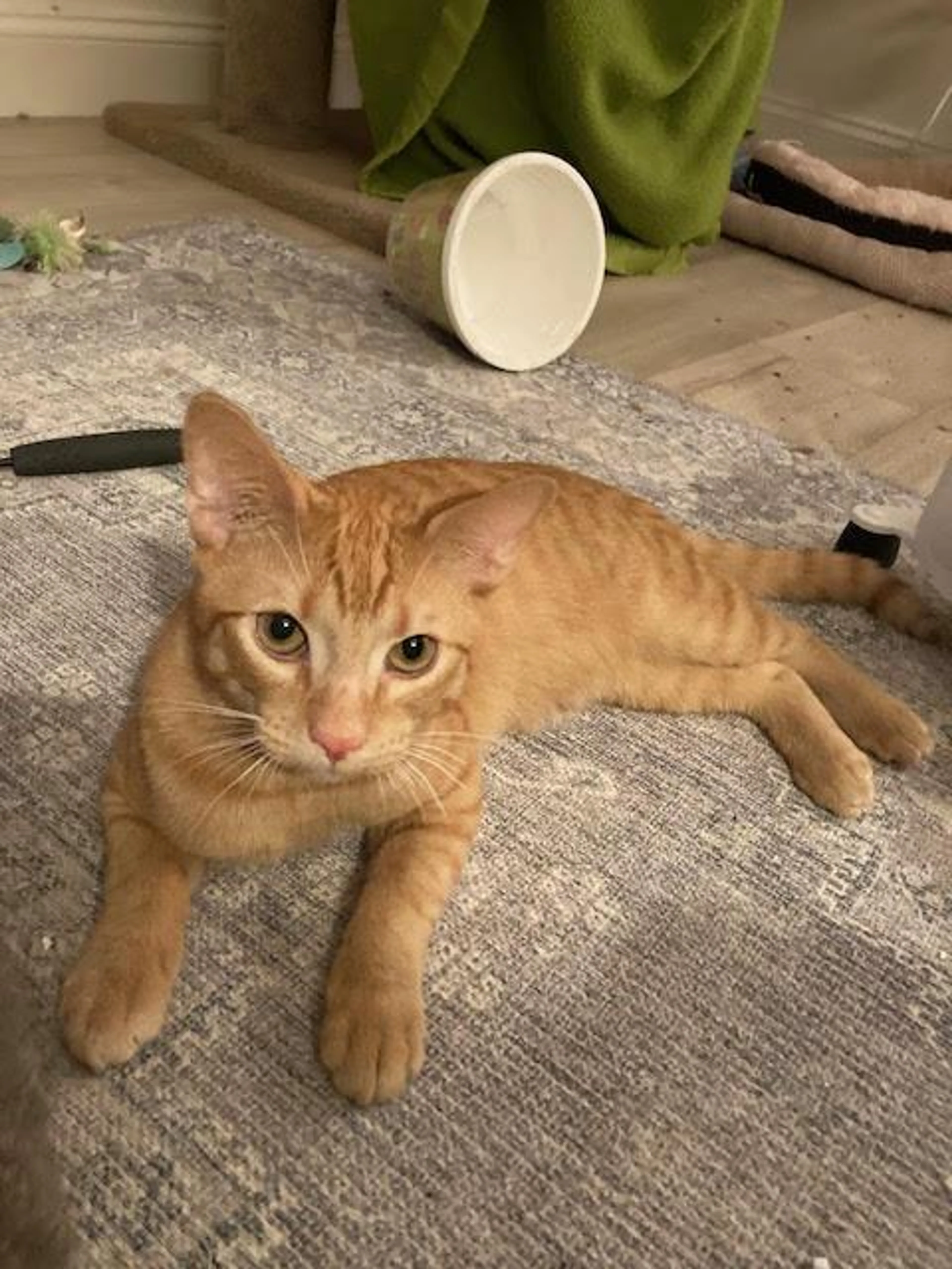 Found pet-5