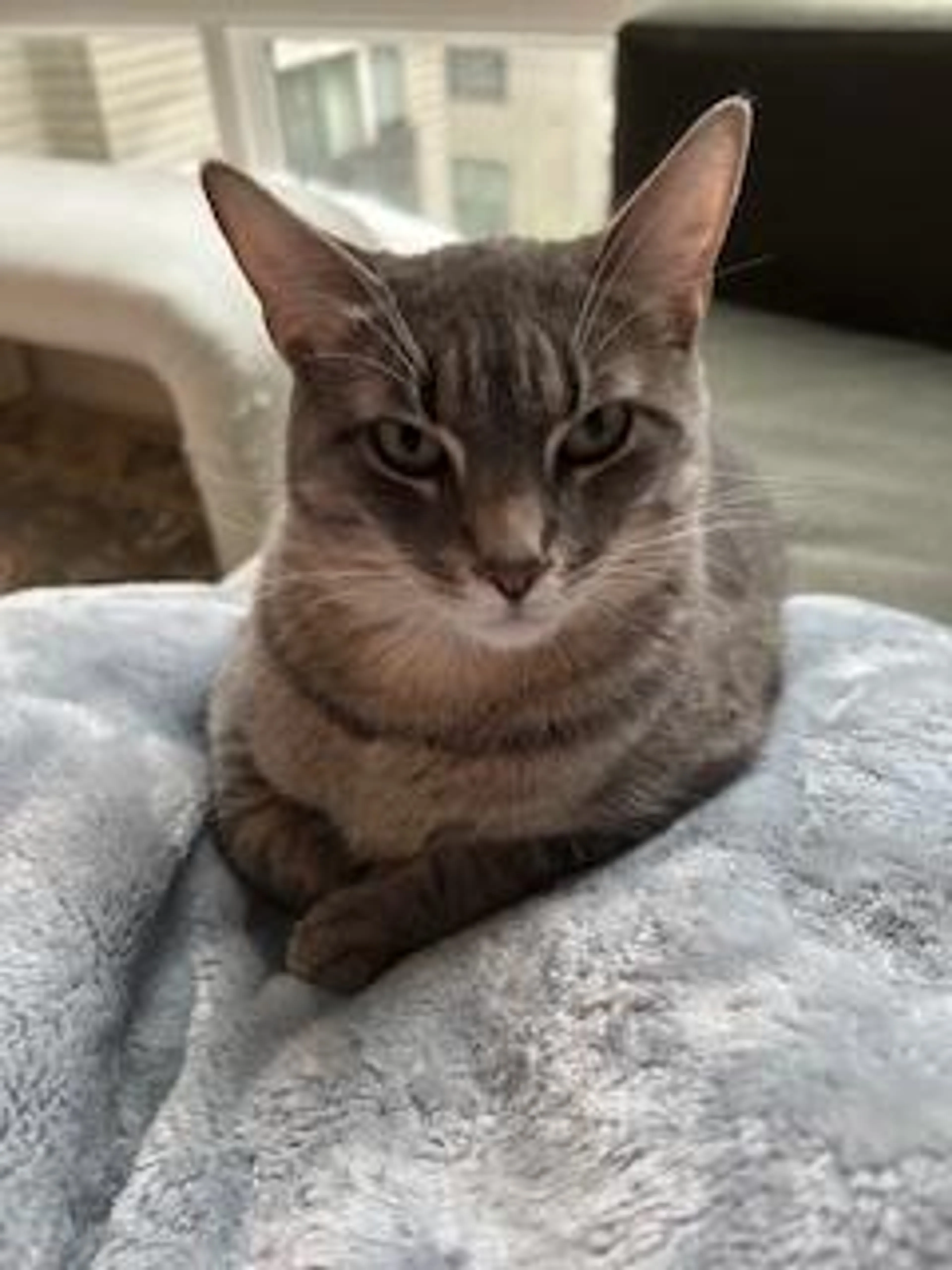 Found pet-2