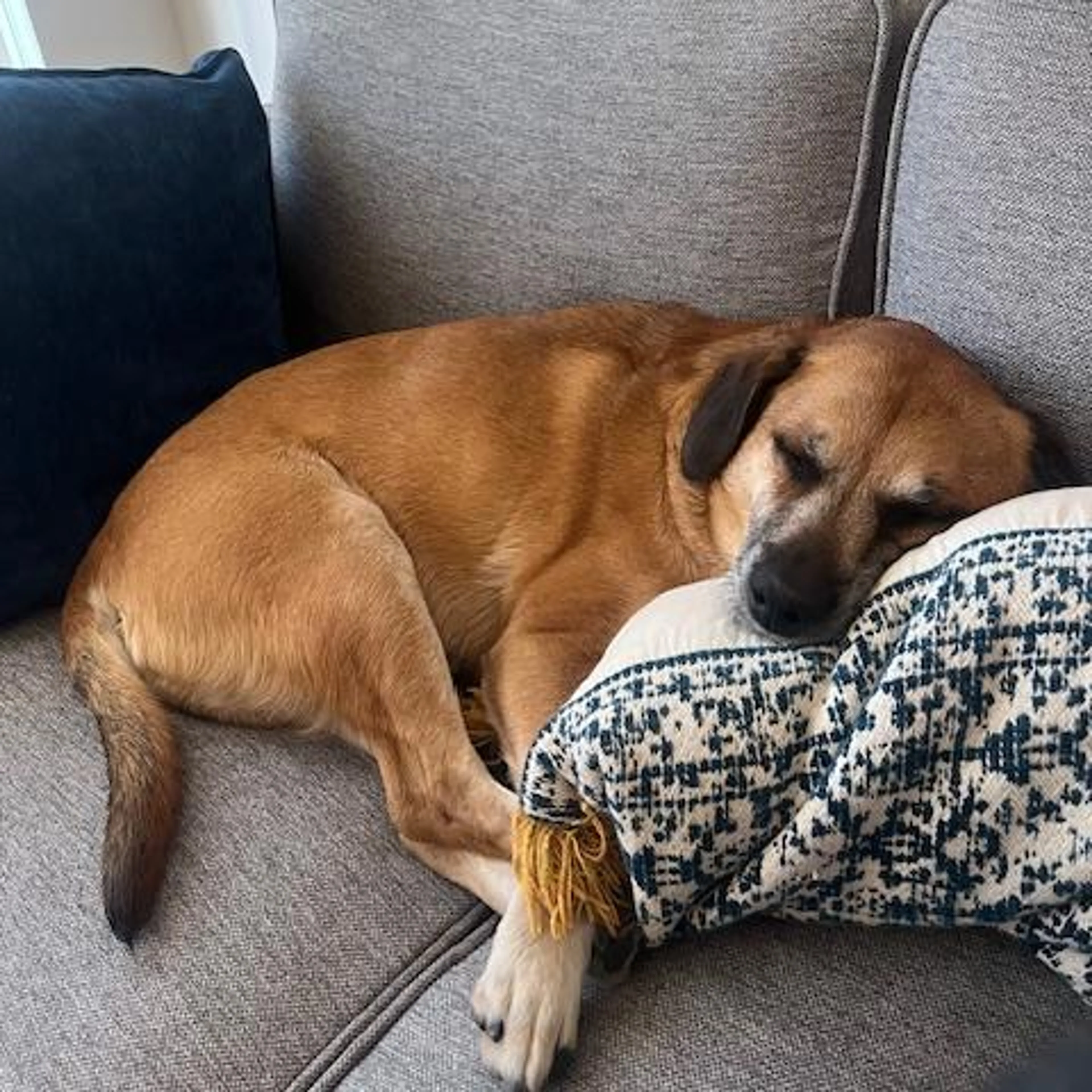 Found pet-5