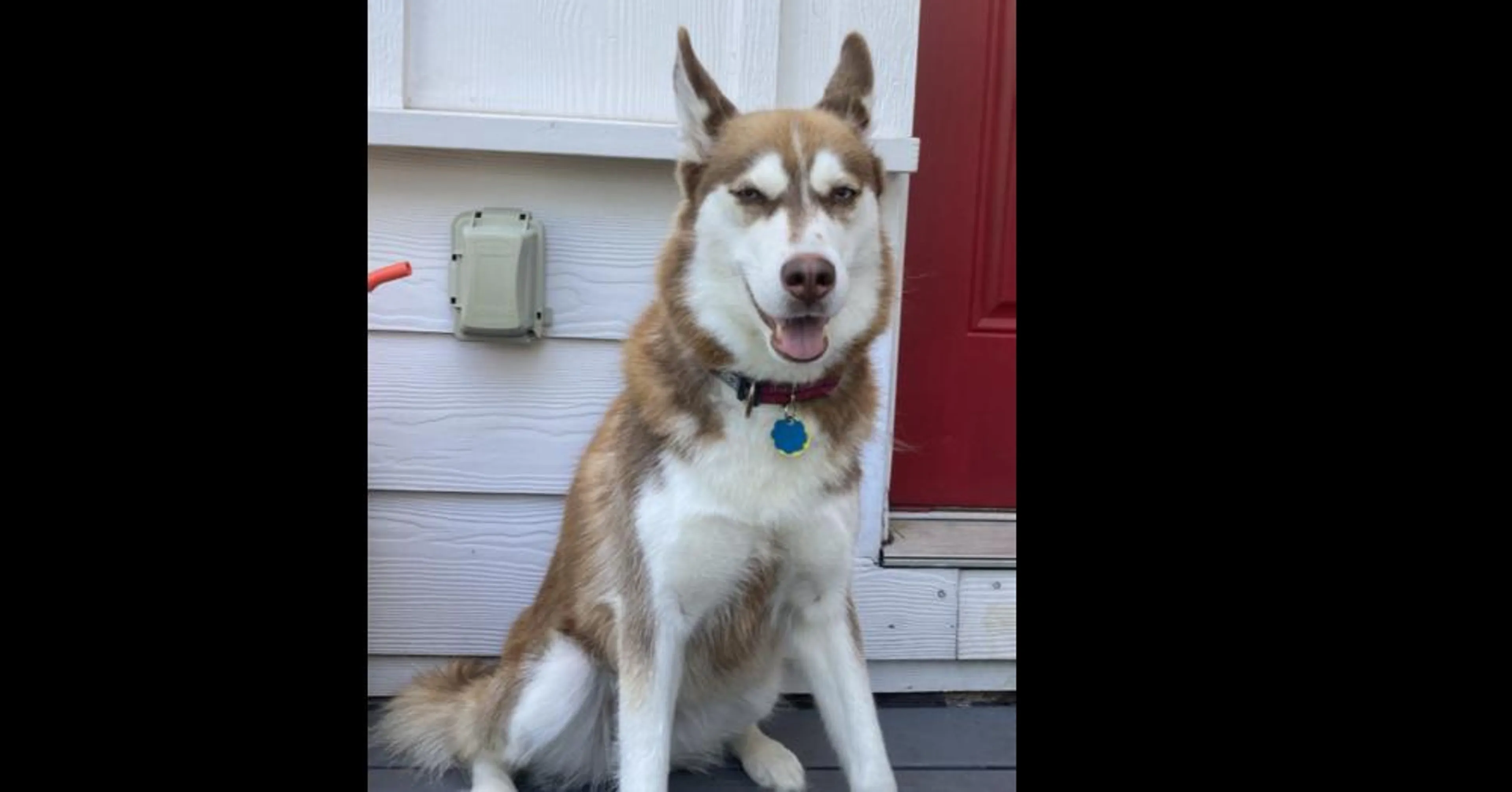 Found pet-3