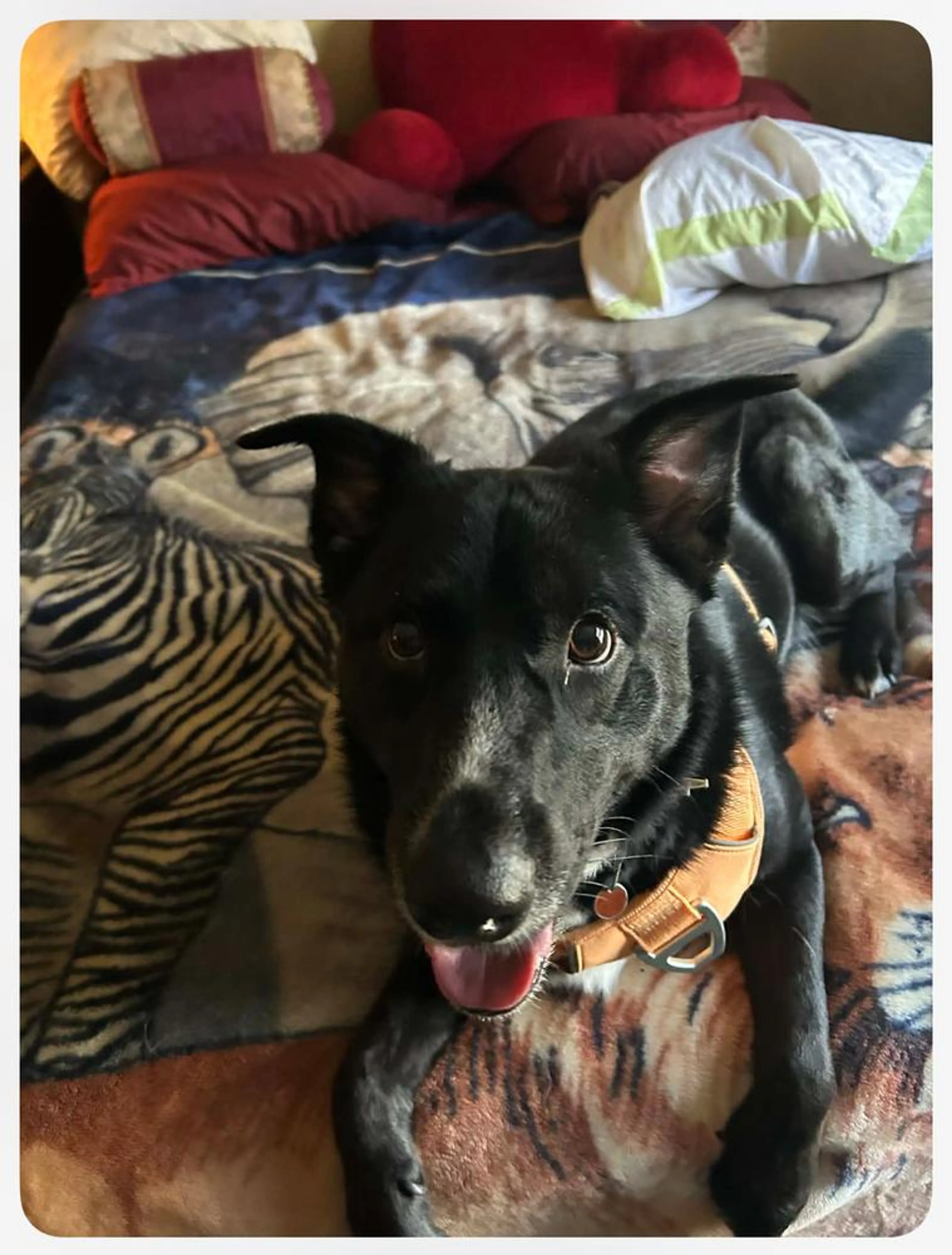 Found pet-3