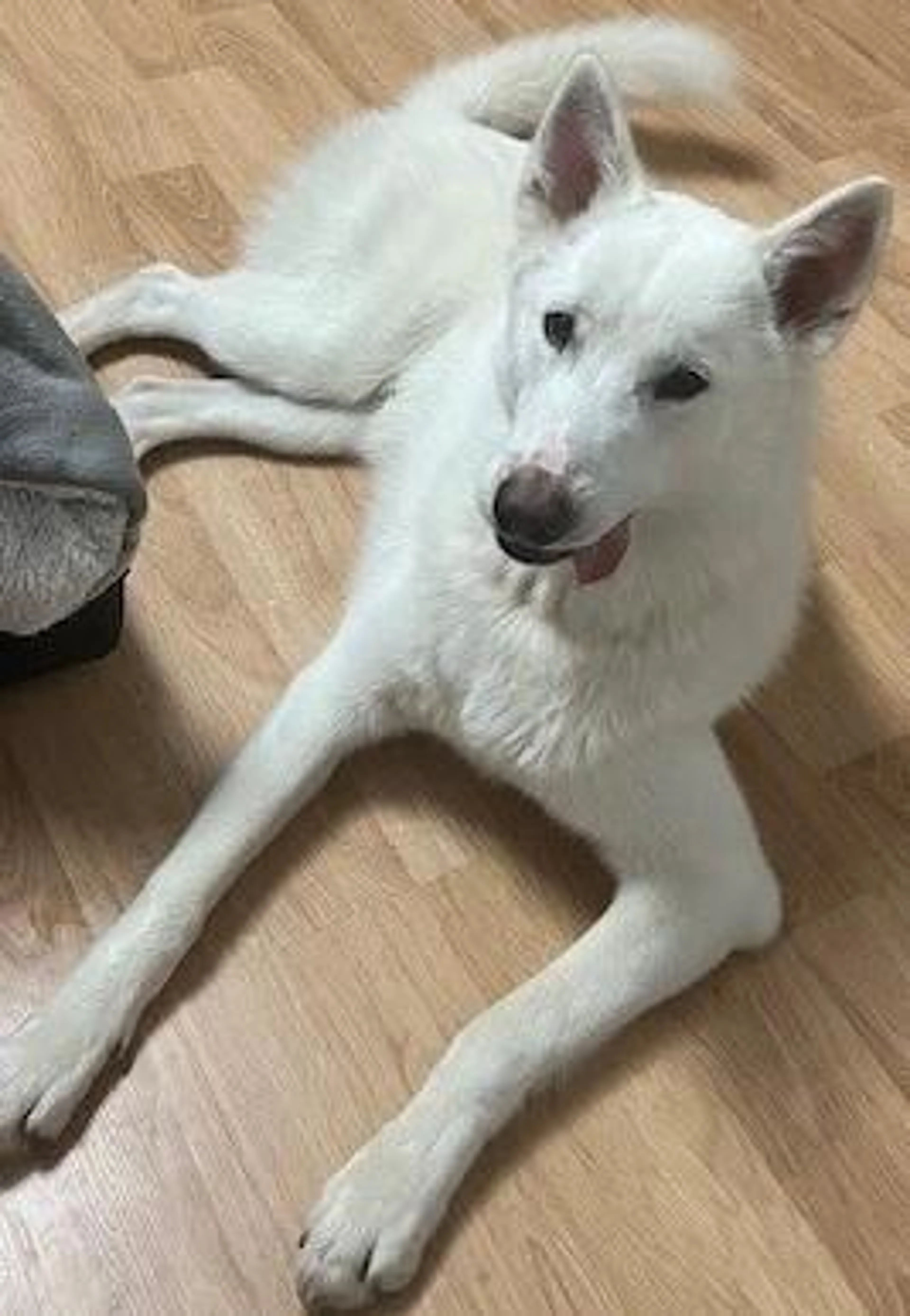 Found pet-4