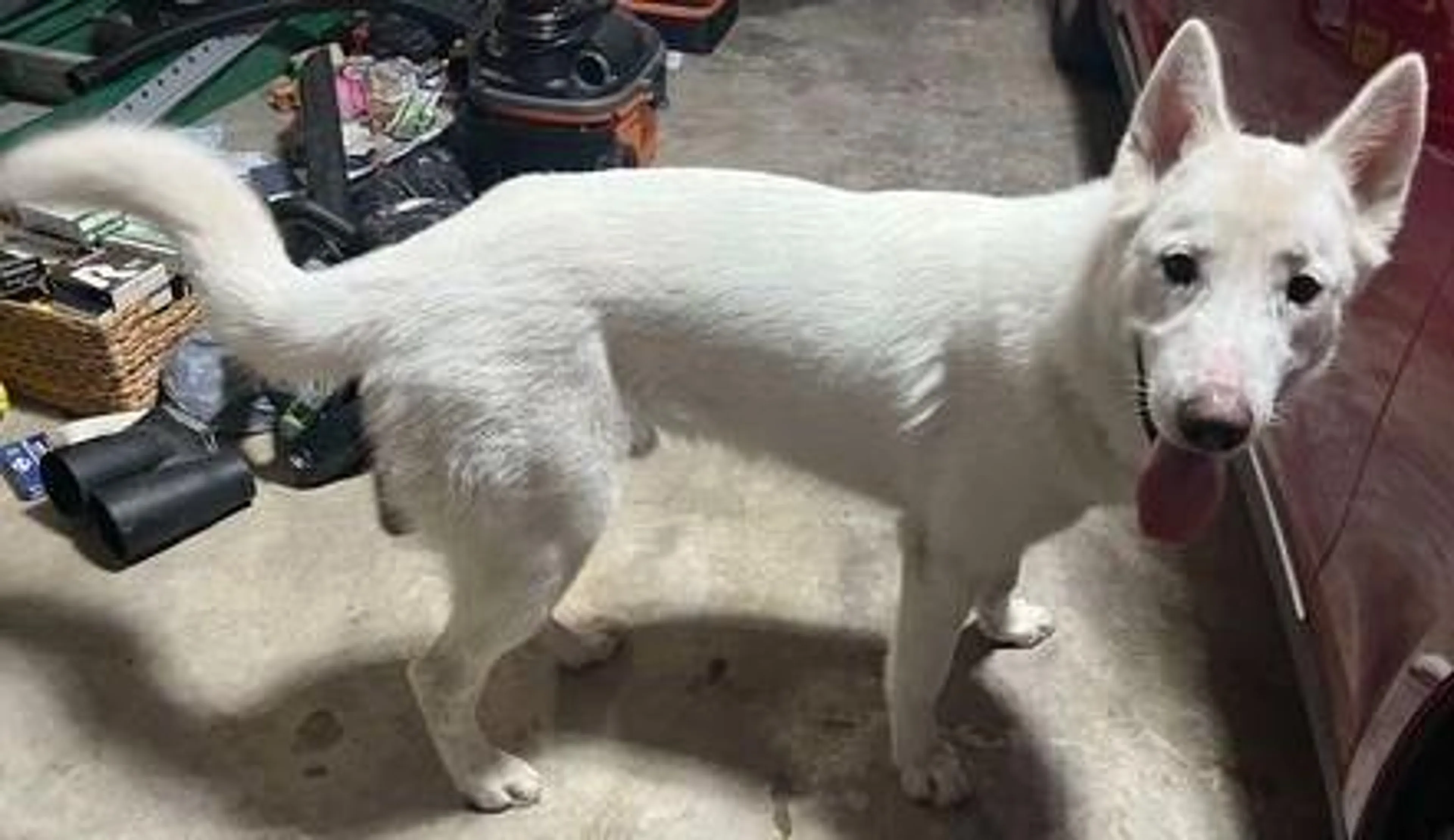 Found pet-3