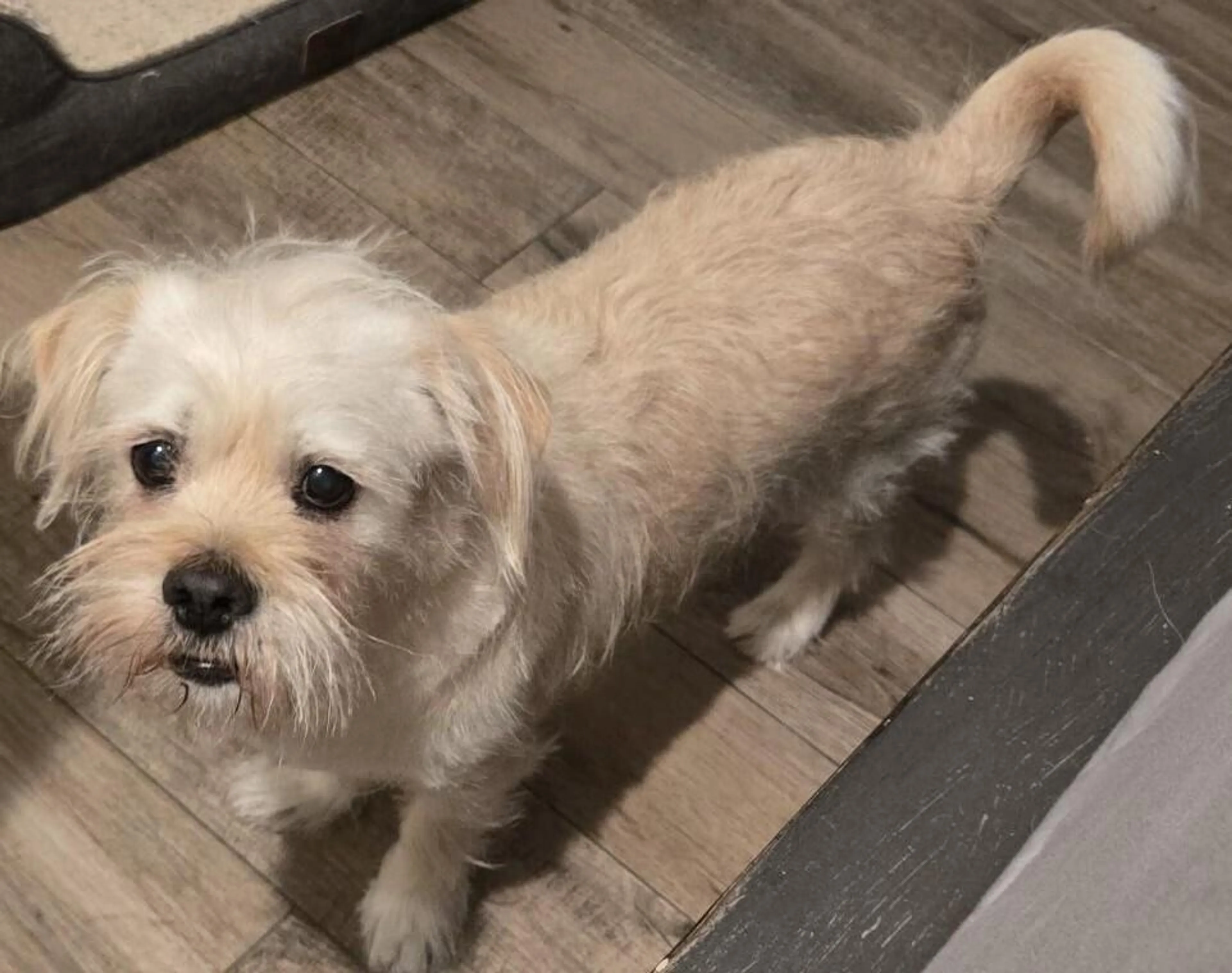 Found pet-1