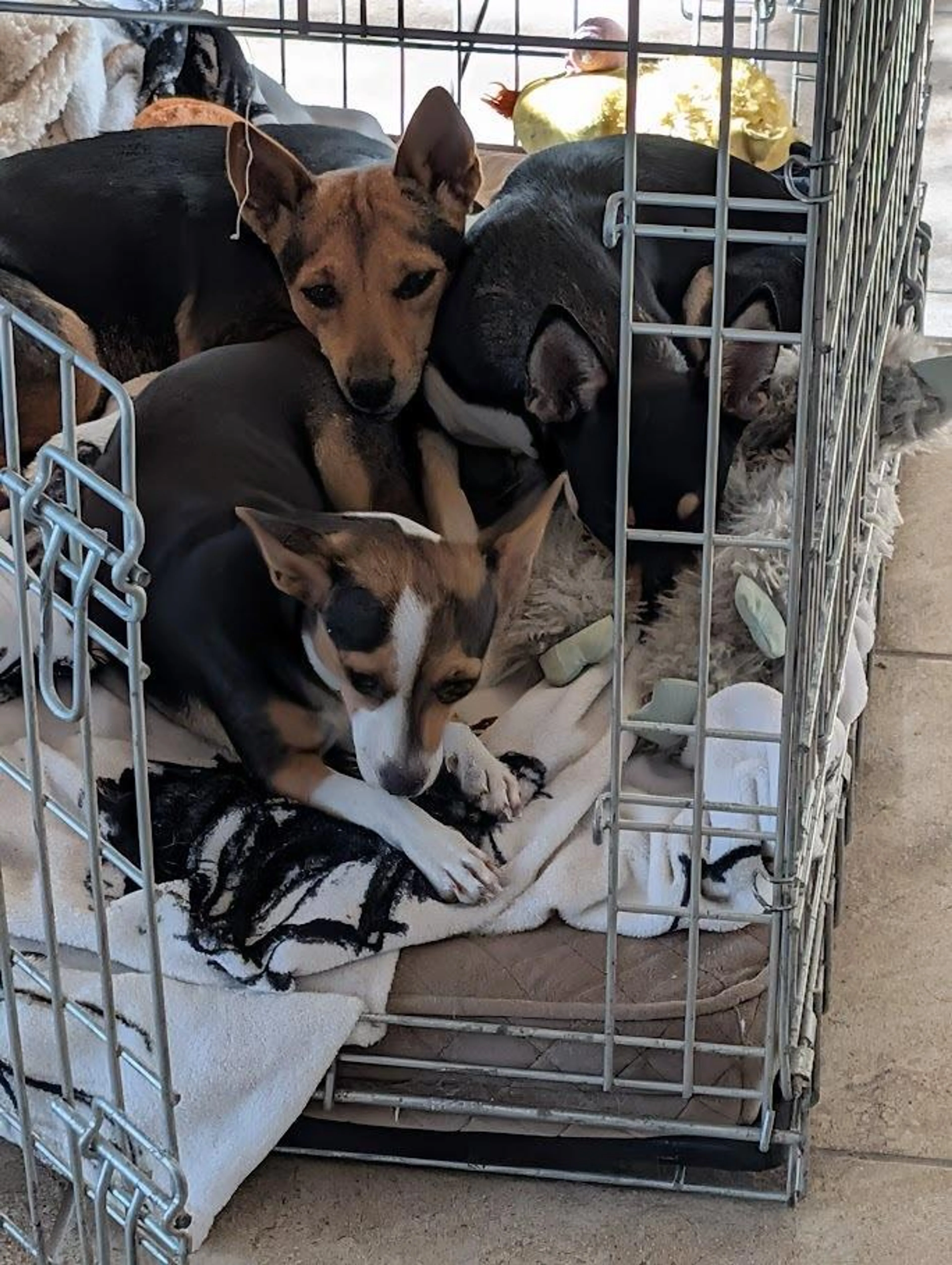 Found pet-1