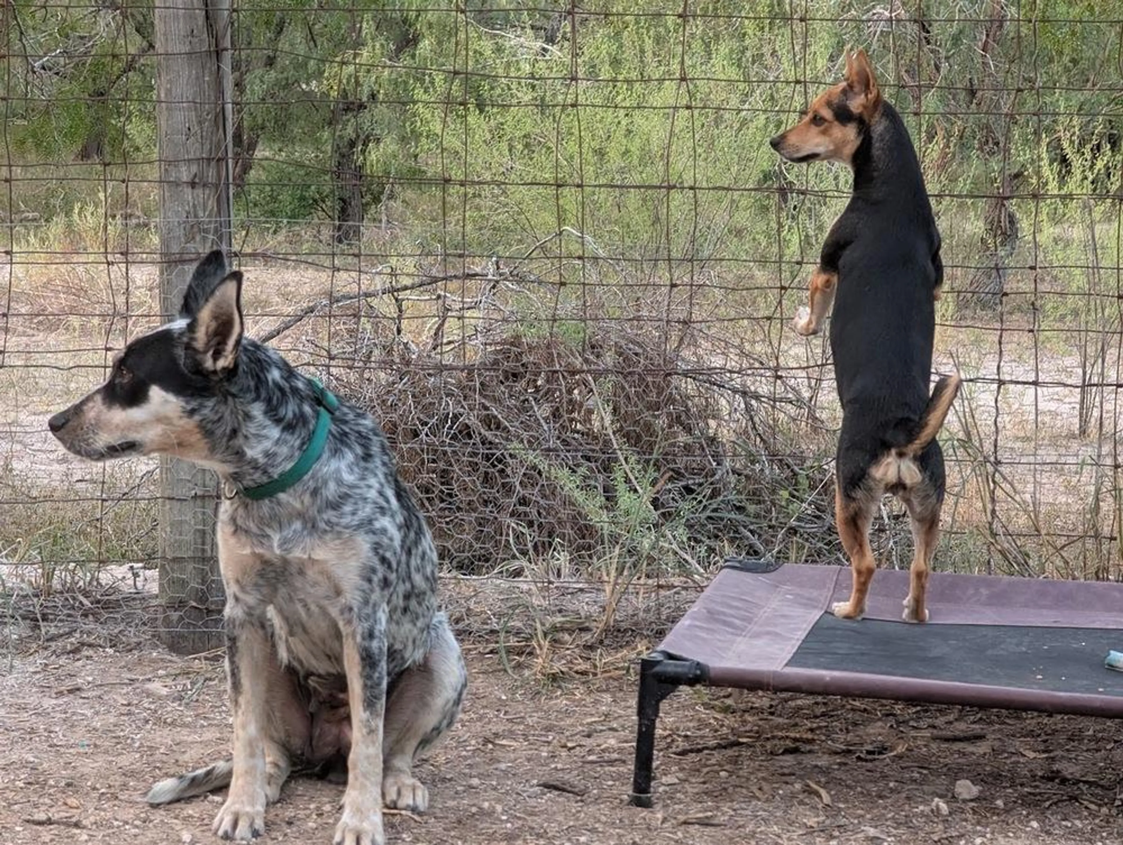 Found pet-4