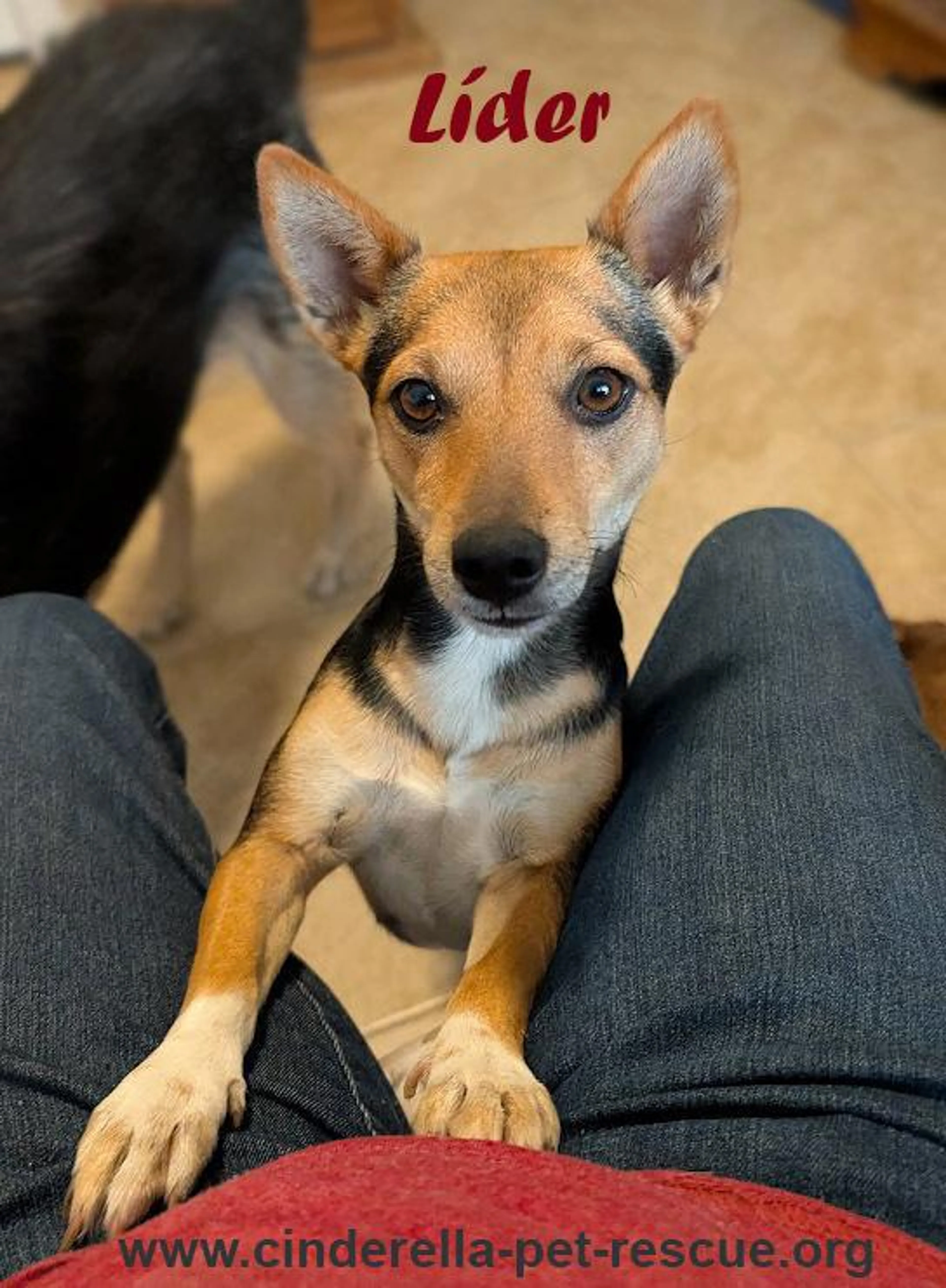 Found pet-5