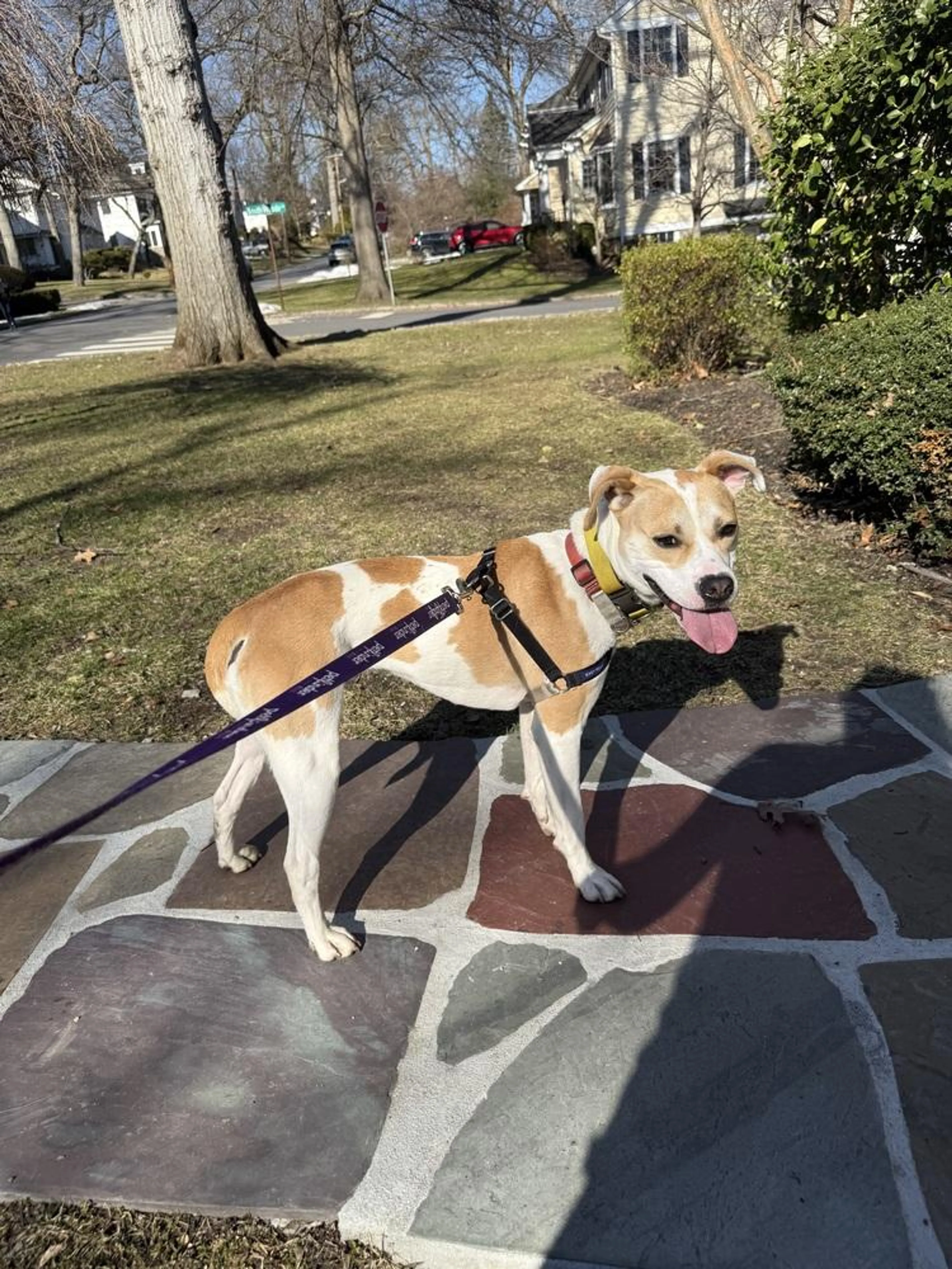 Found pet-3