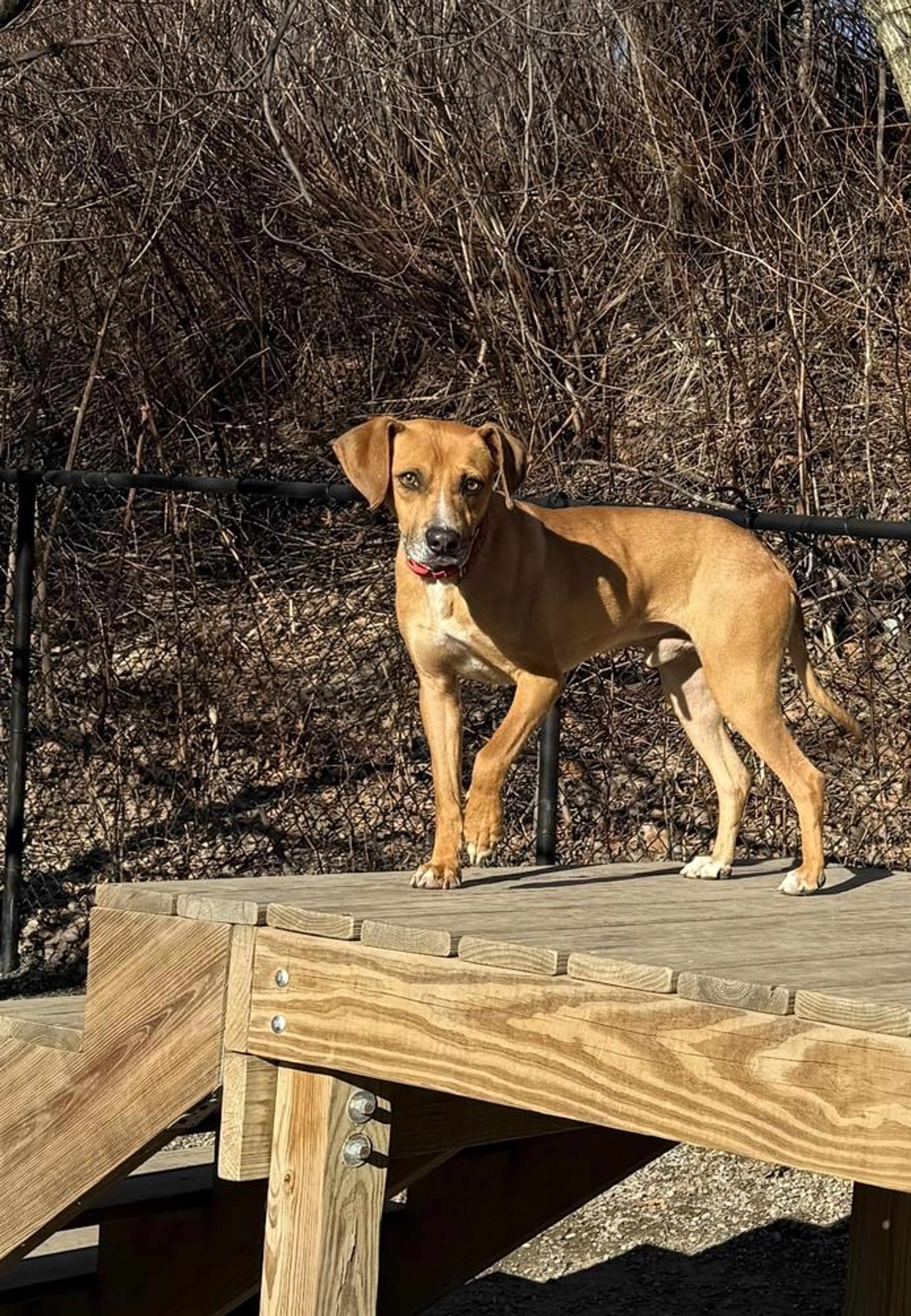 Found pet-5
