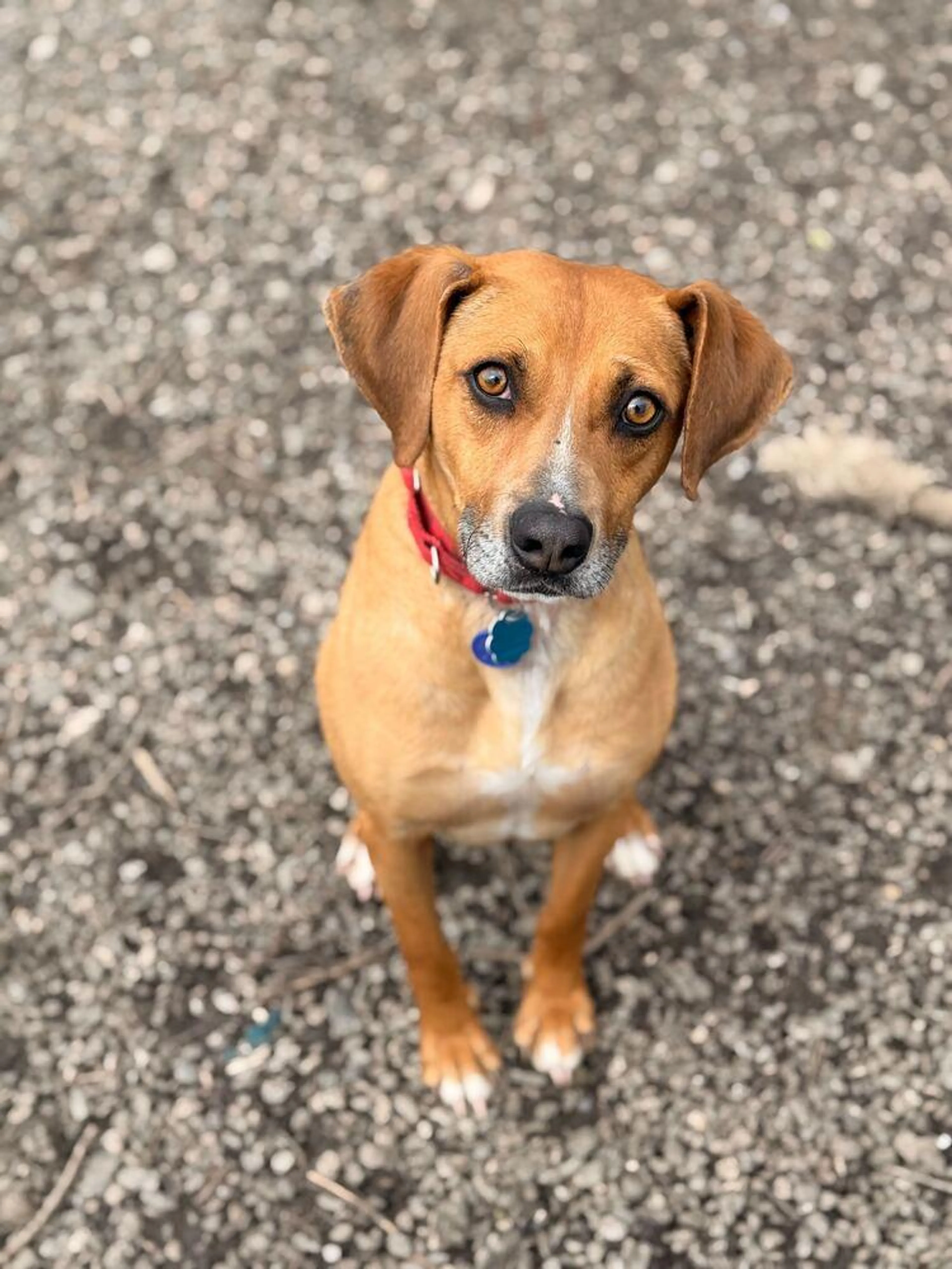 Found pet-4