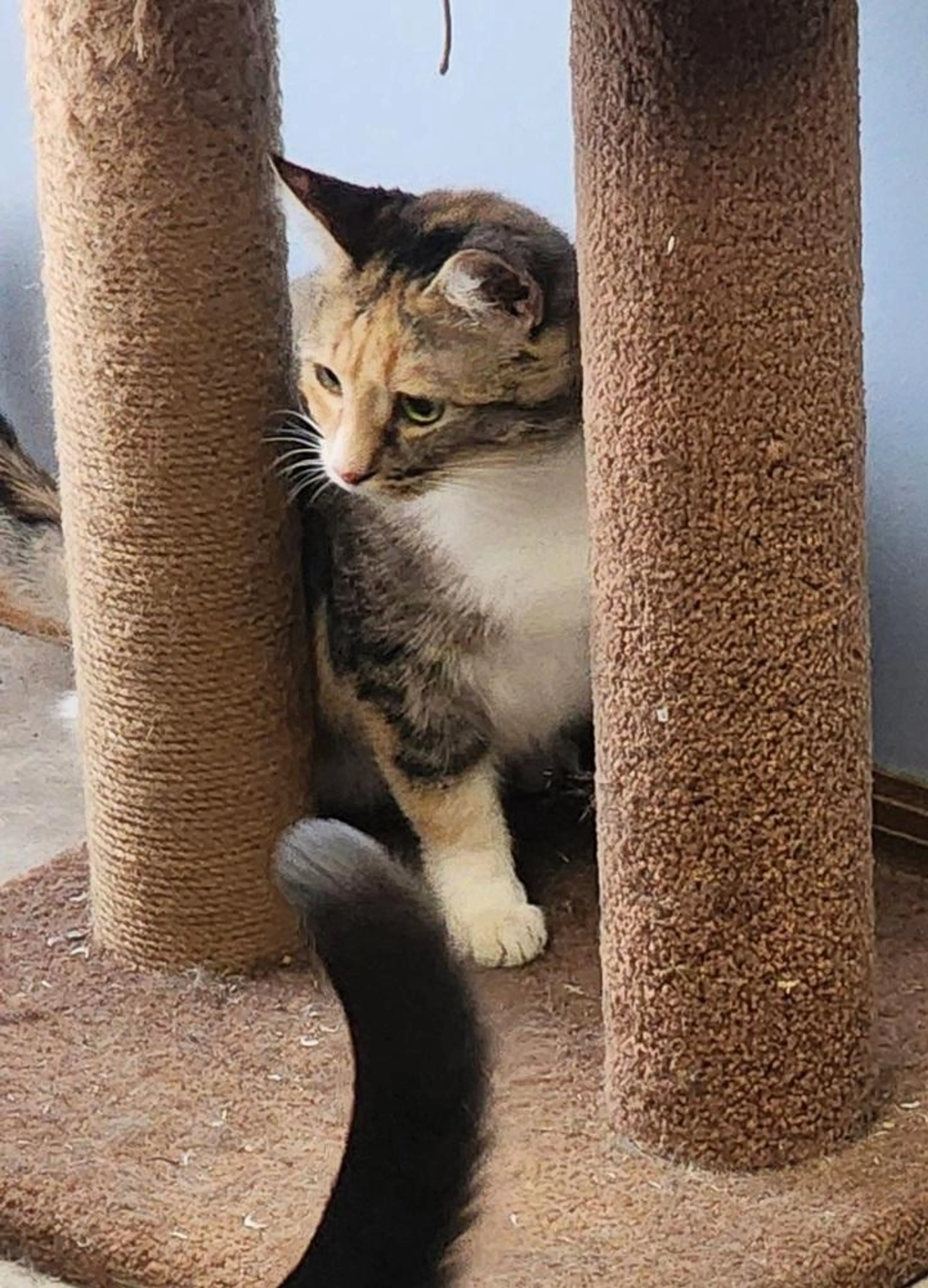 Found pet-4