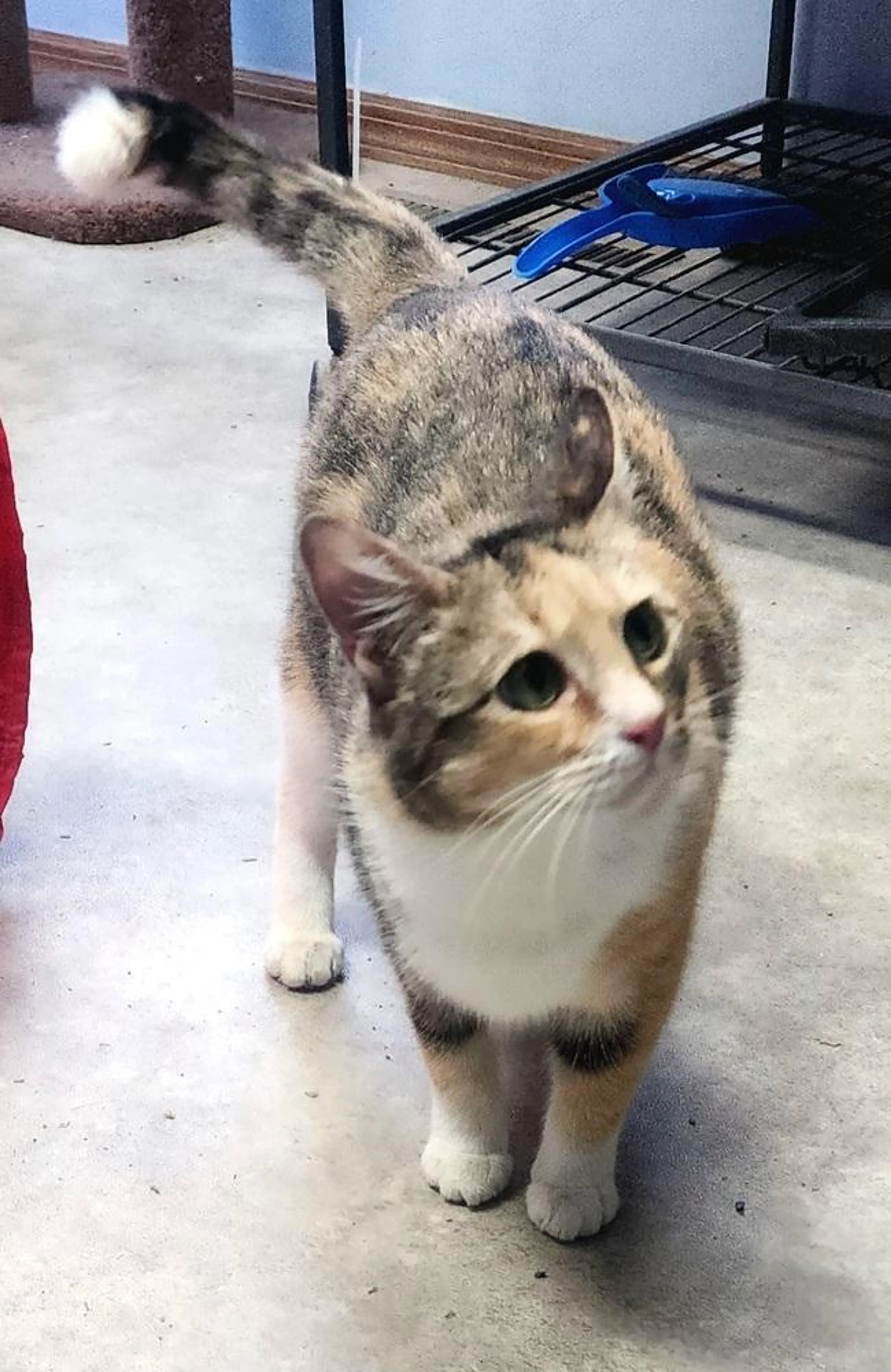 Found pet-1