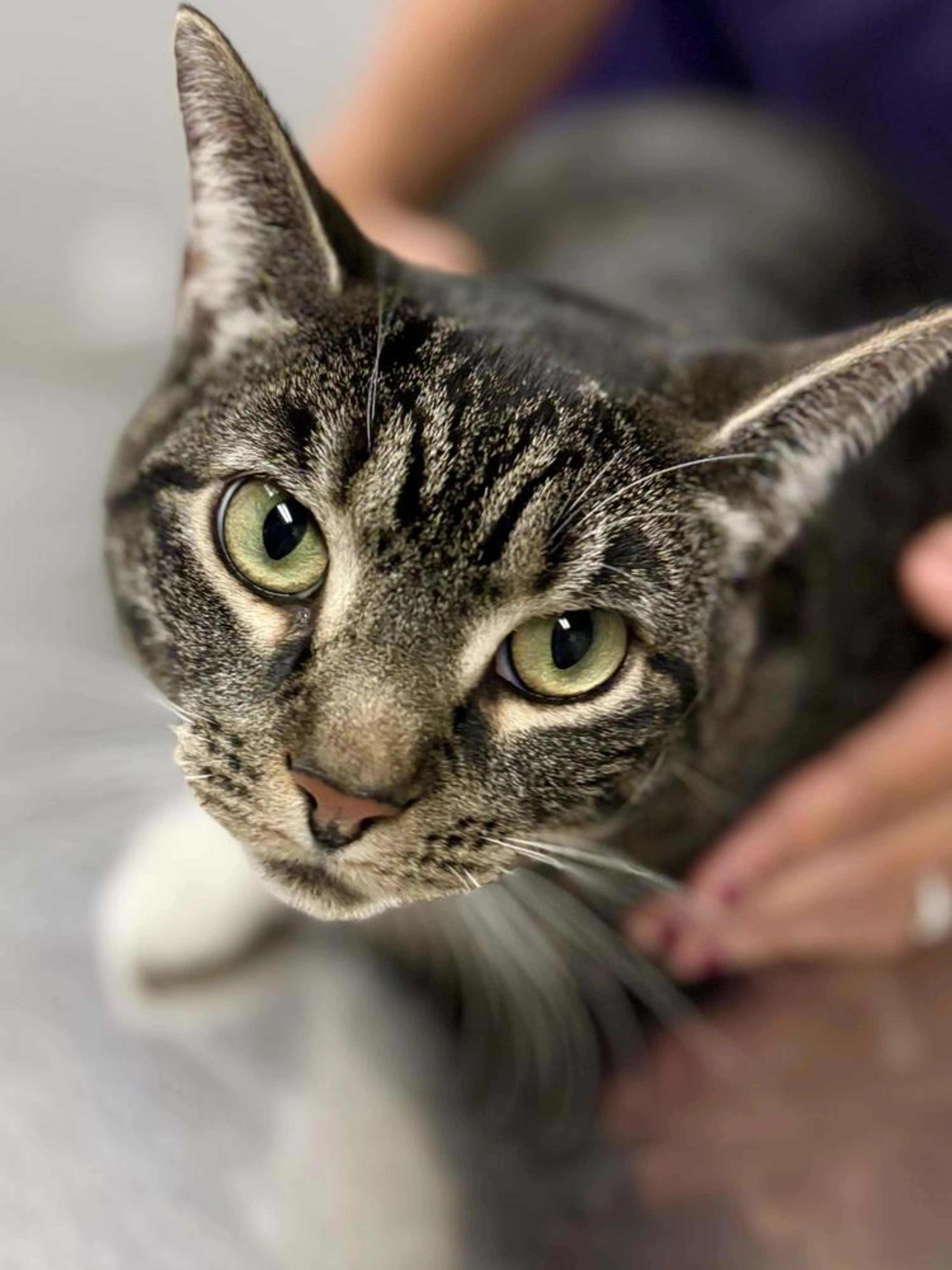 Found pet-2