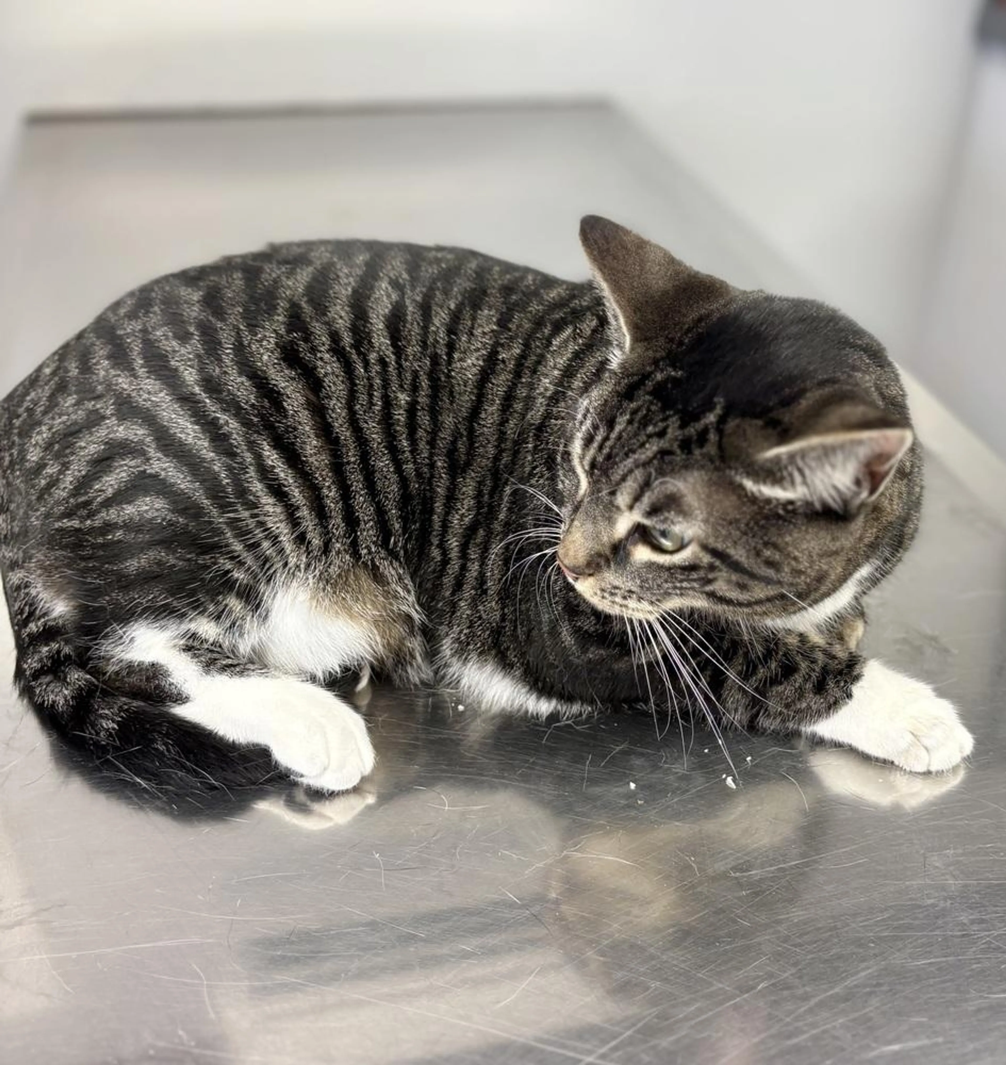 Found pet-3