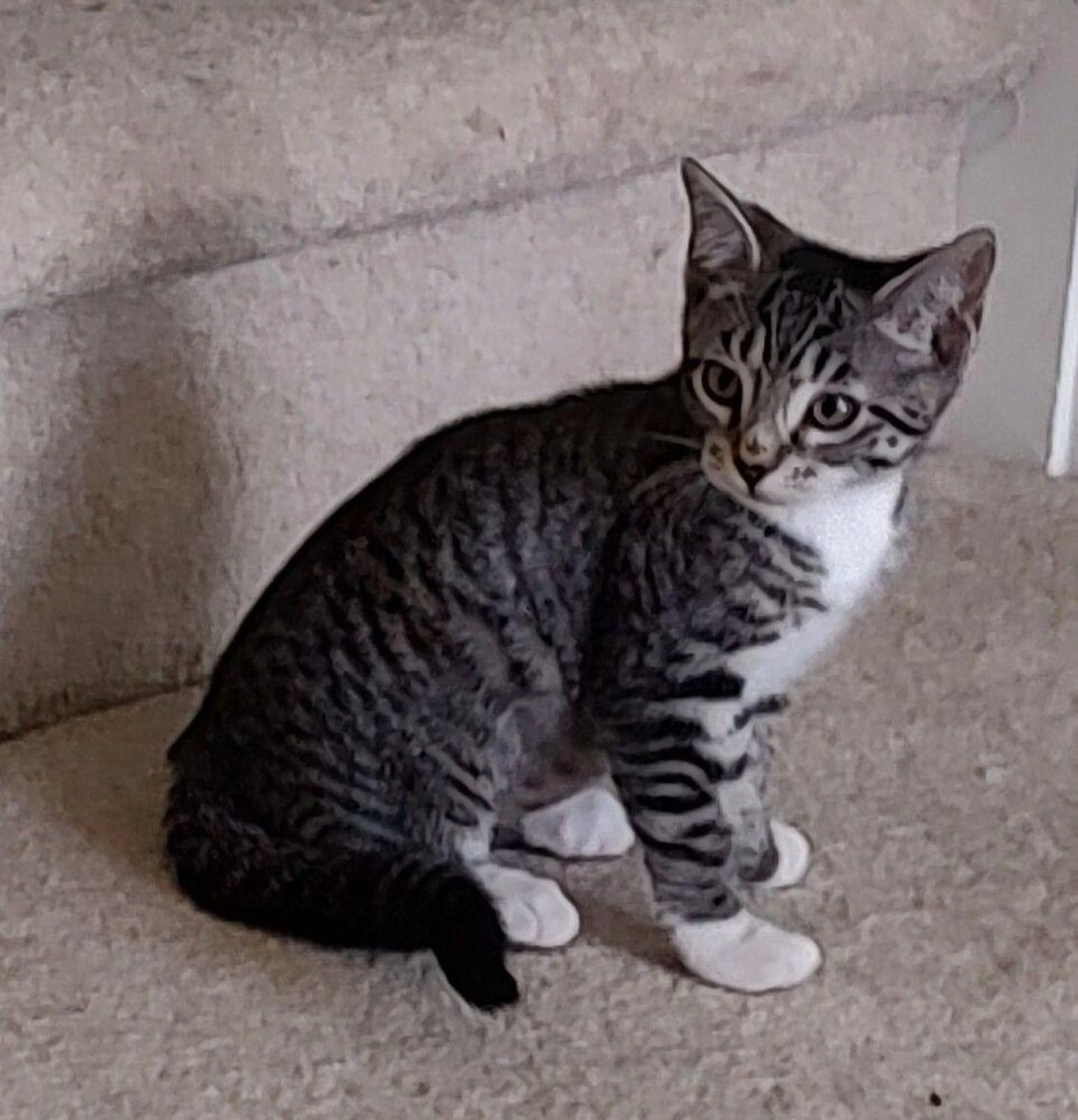 Found pet-1