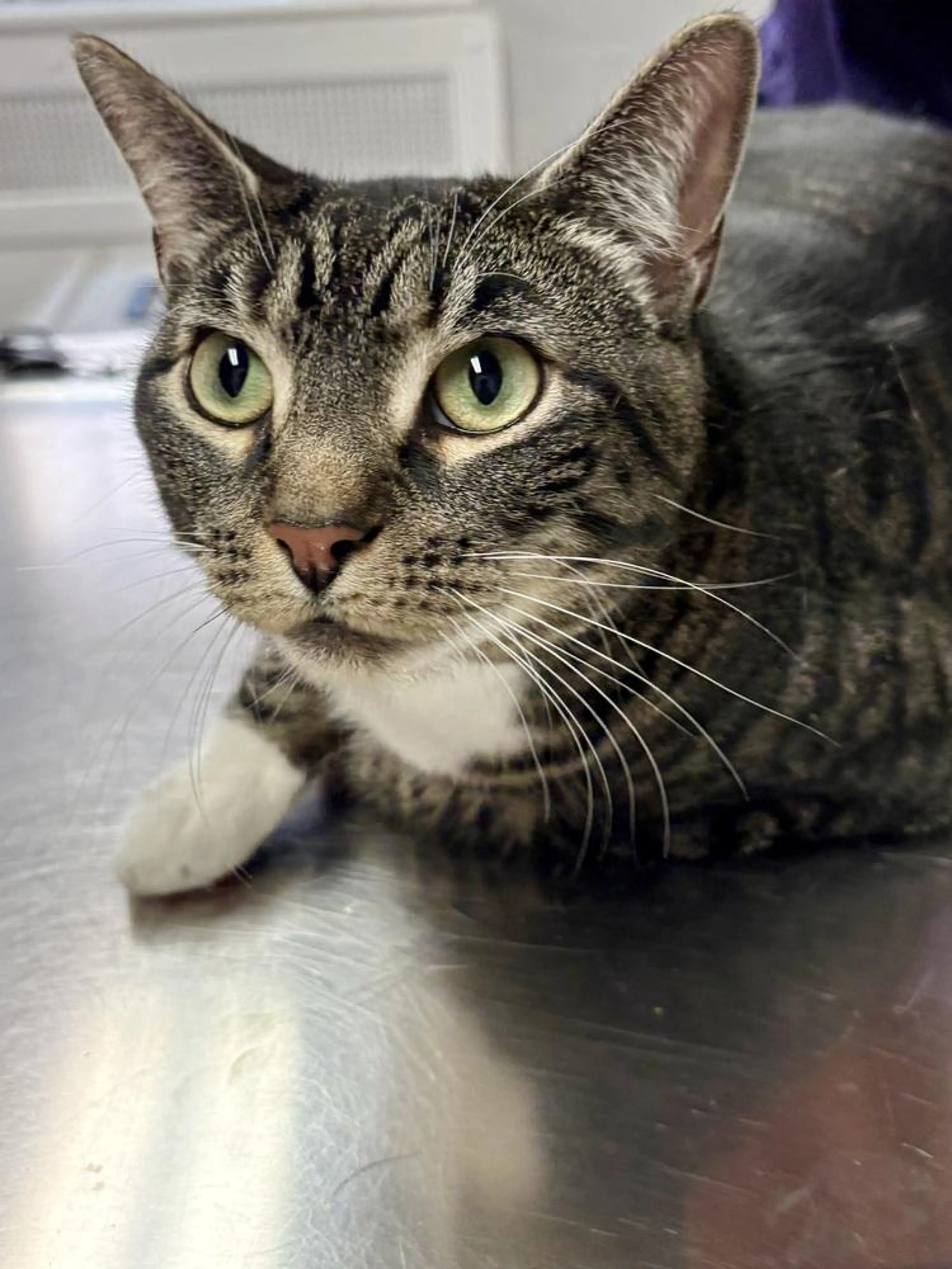 Found pet-4