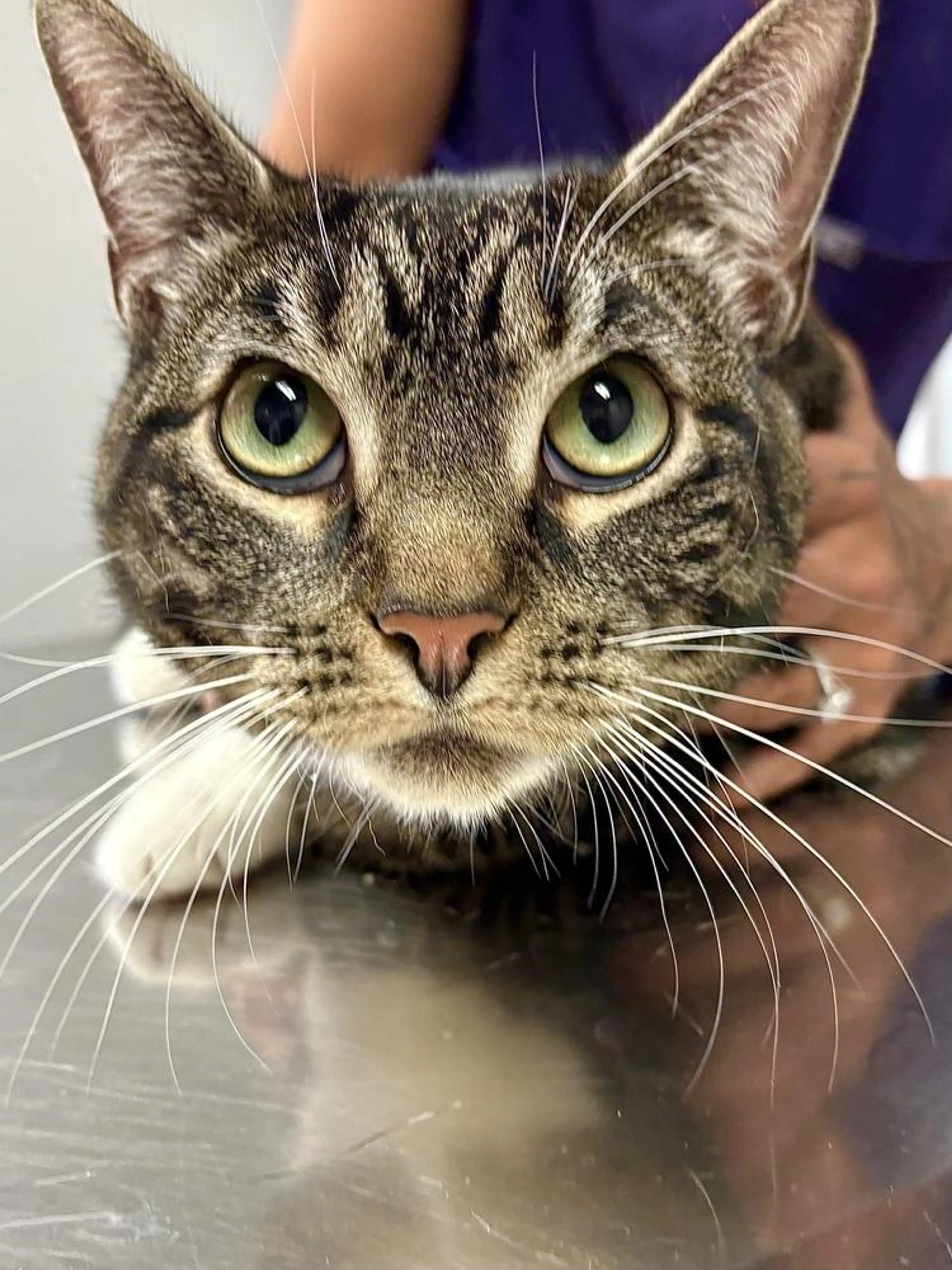 Found pet-5