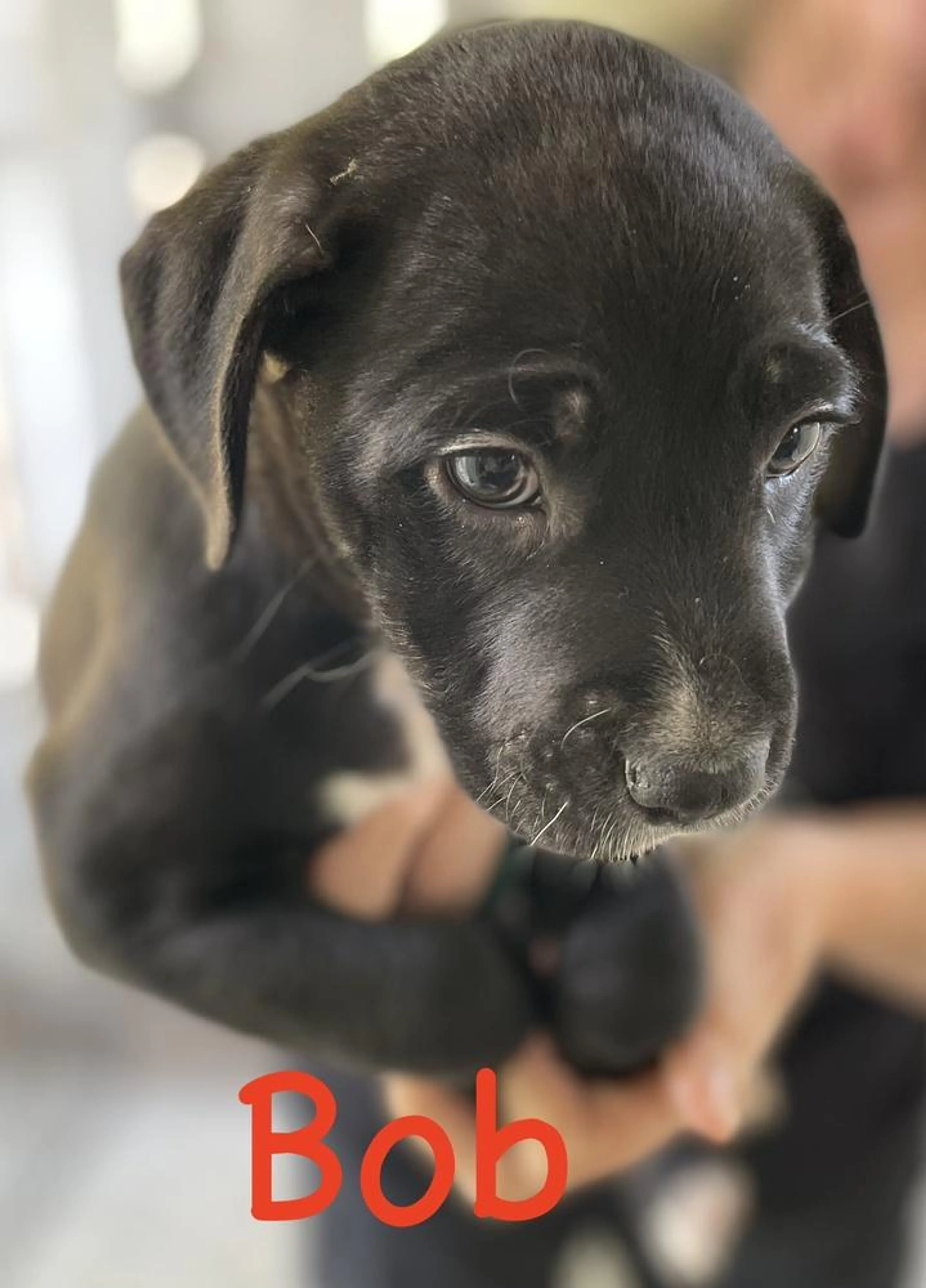 Found pet-1