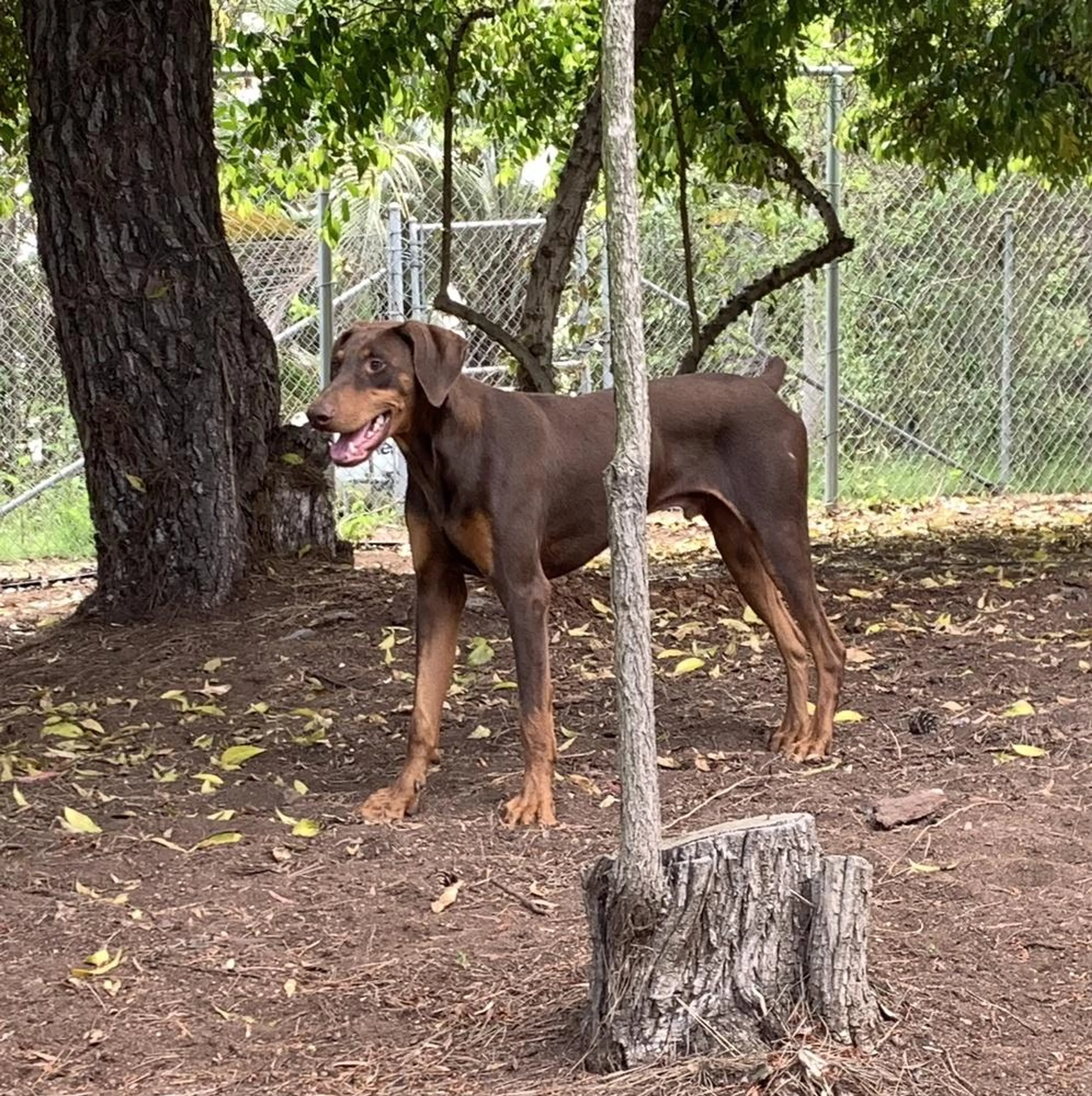 Found pet-3