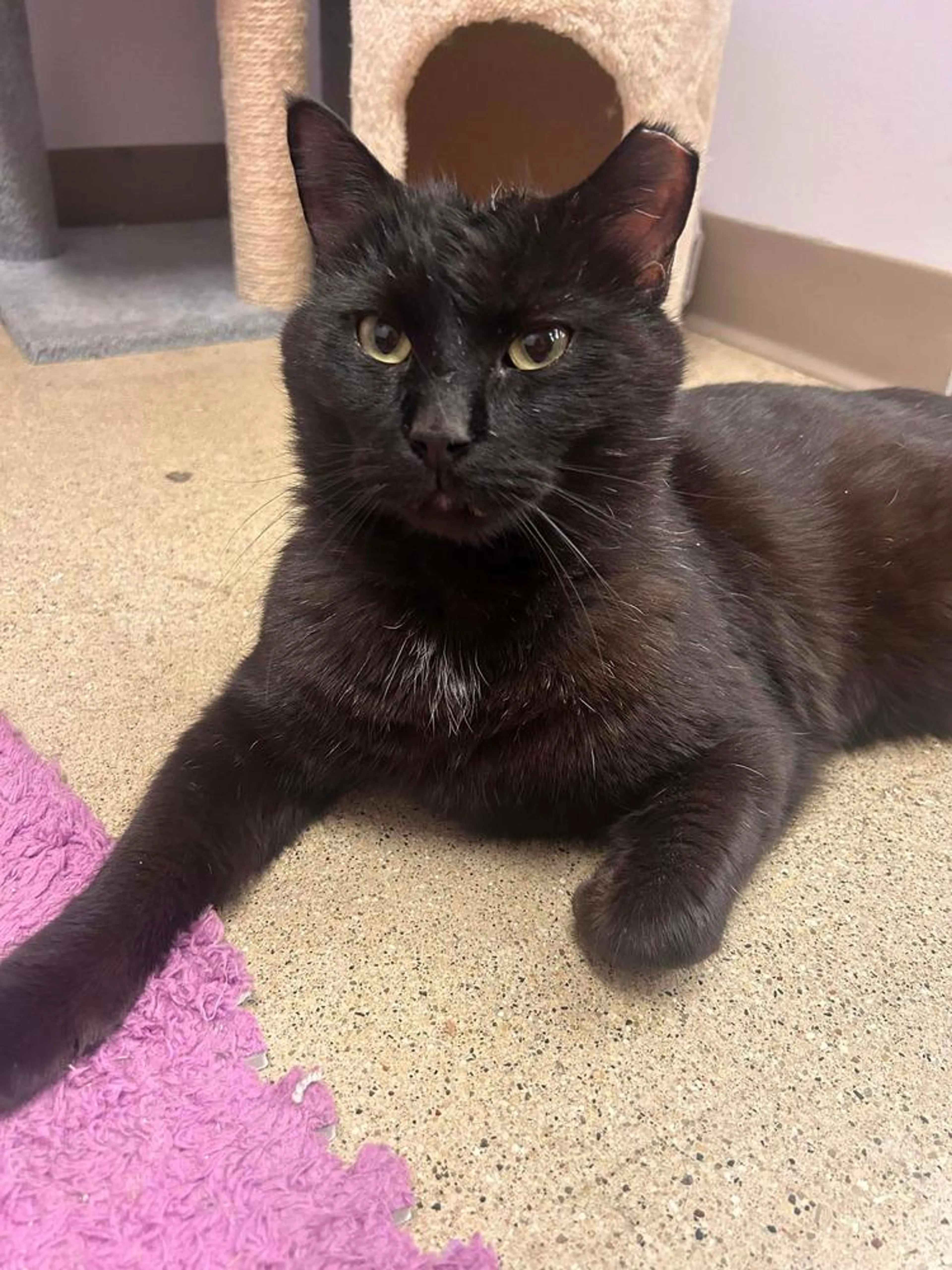 Found pet-2