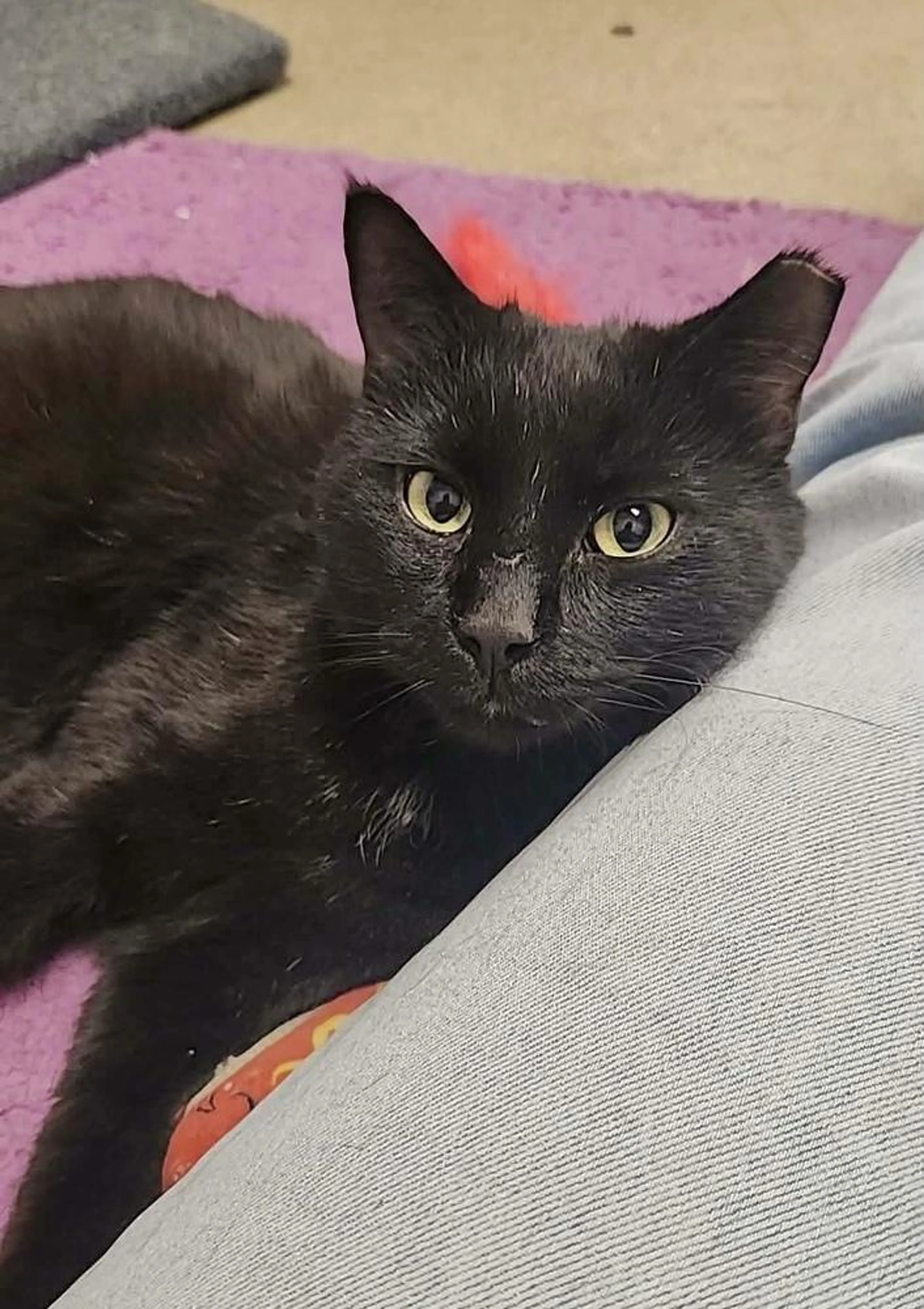 Found pet-4