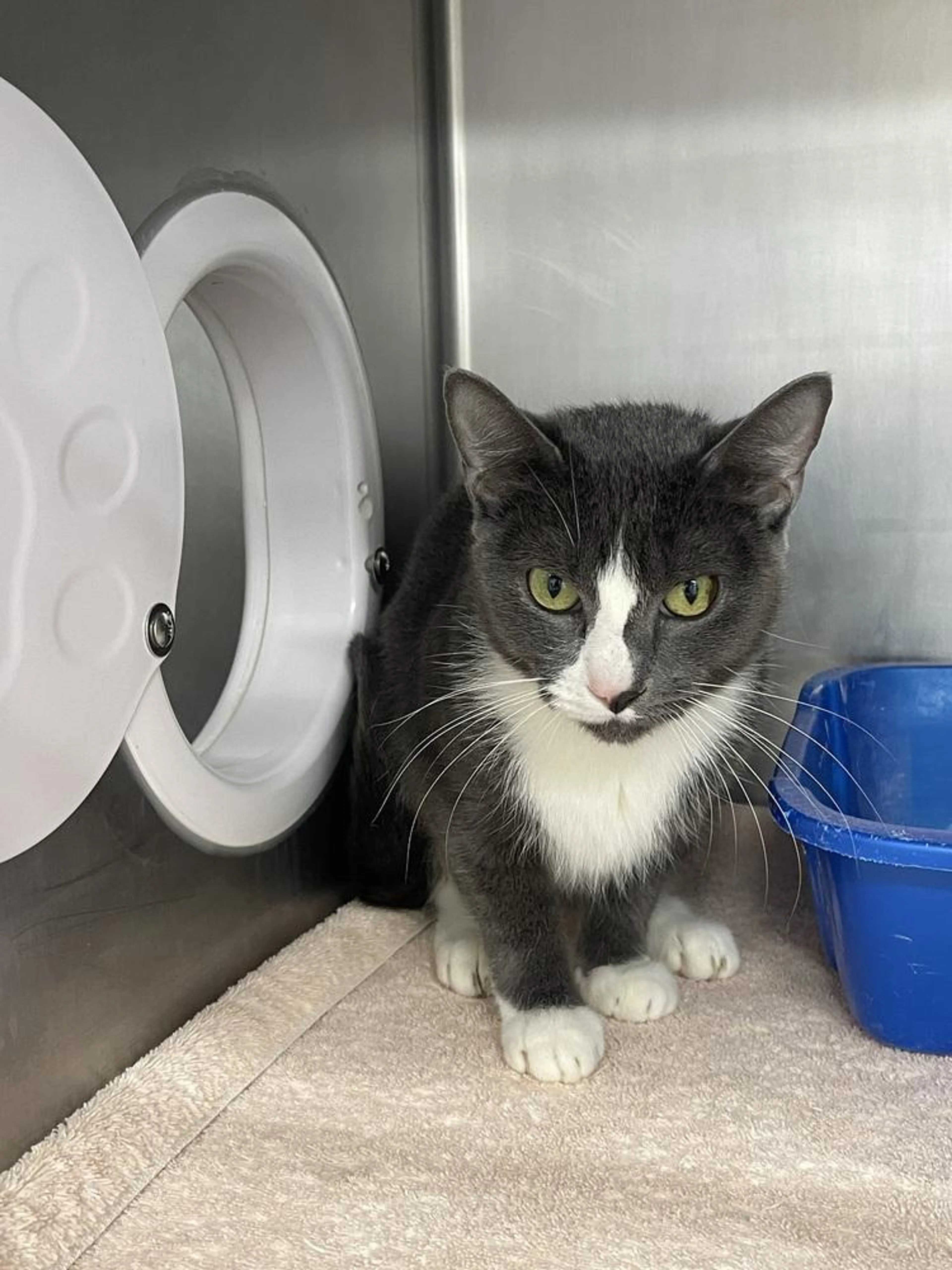 Found pet-1