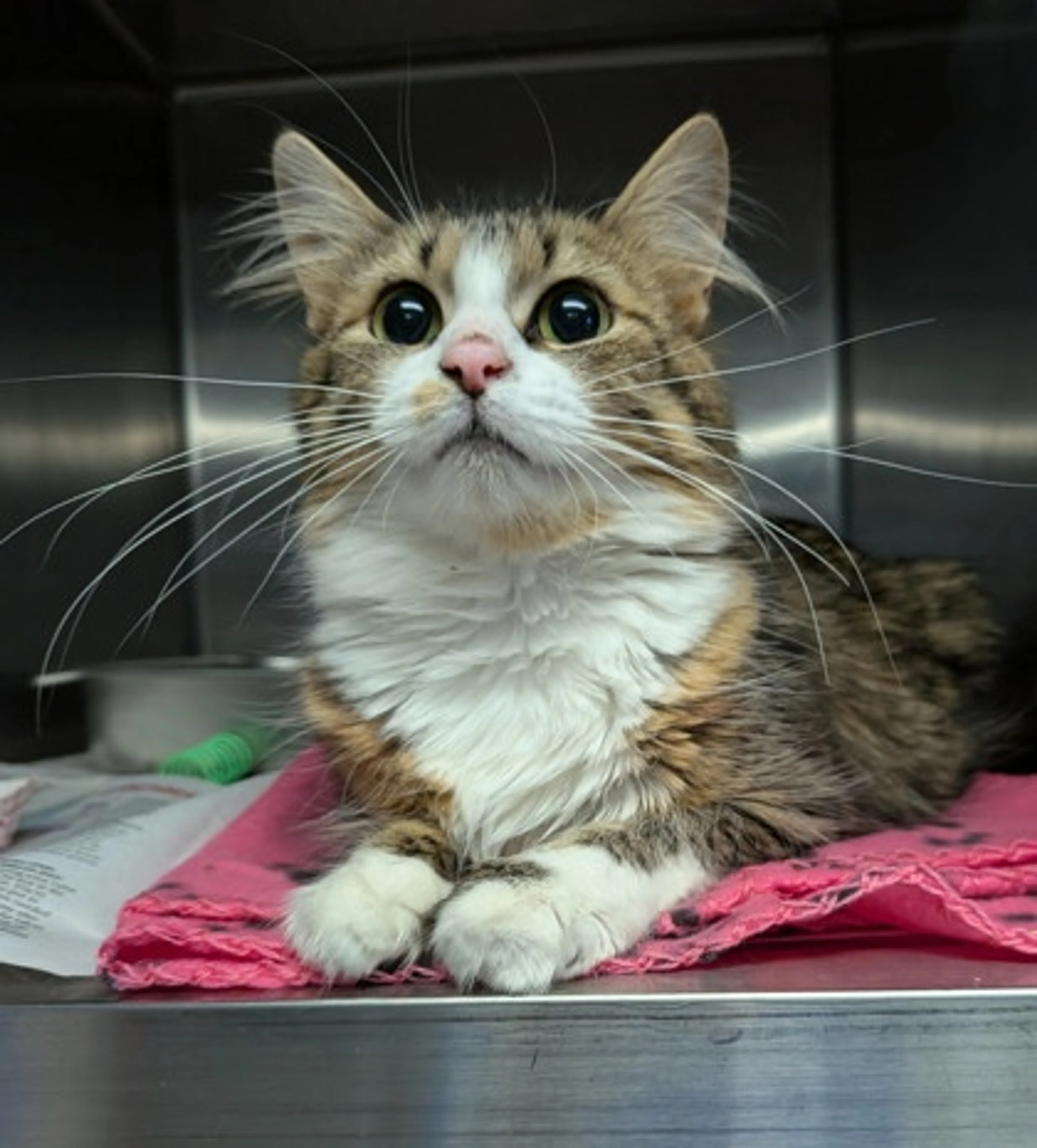 Found pet-1