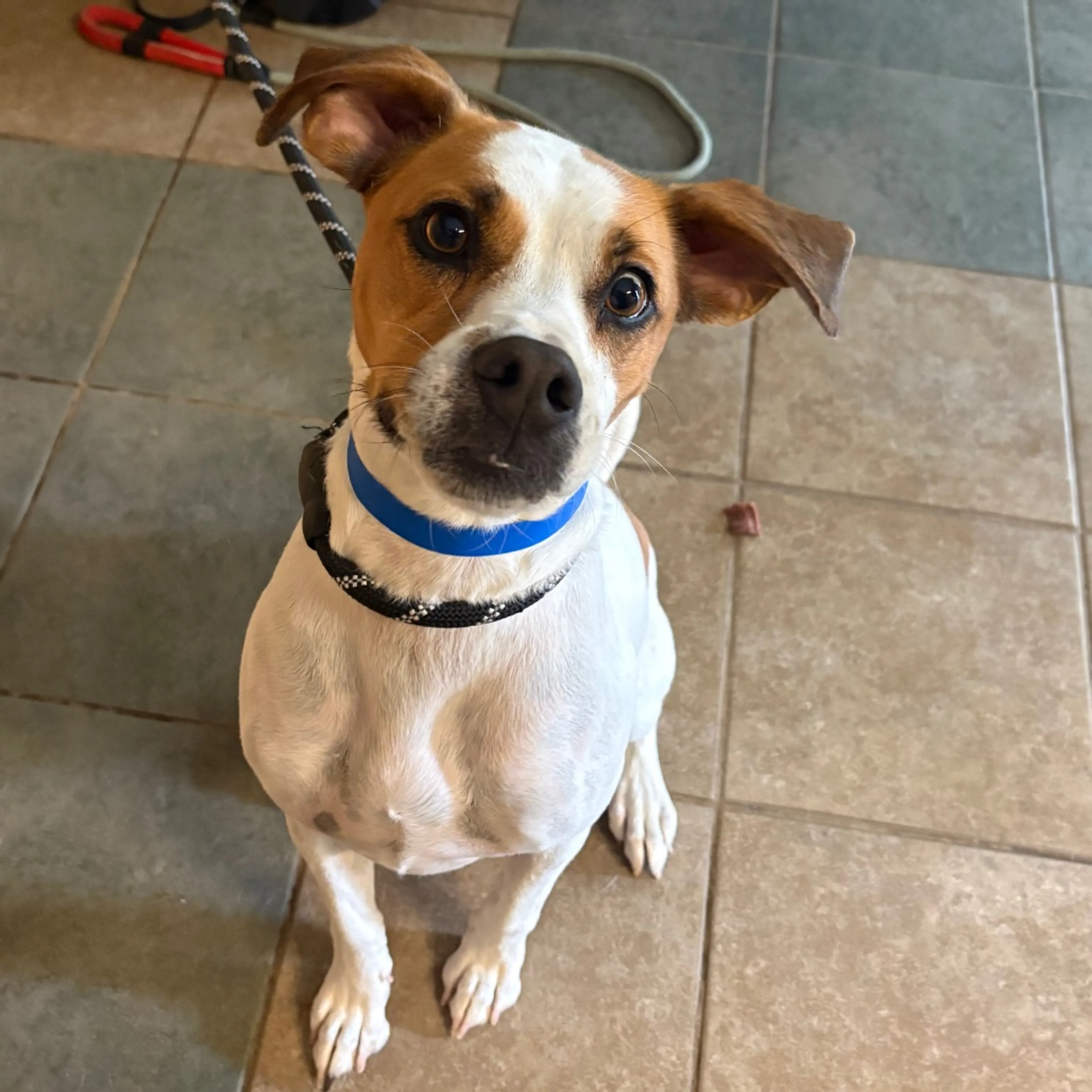 Found pet-3