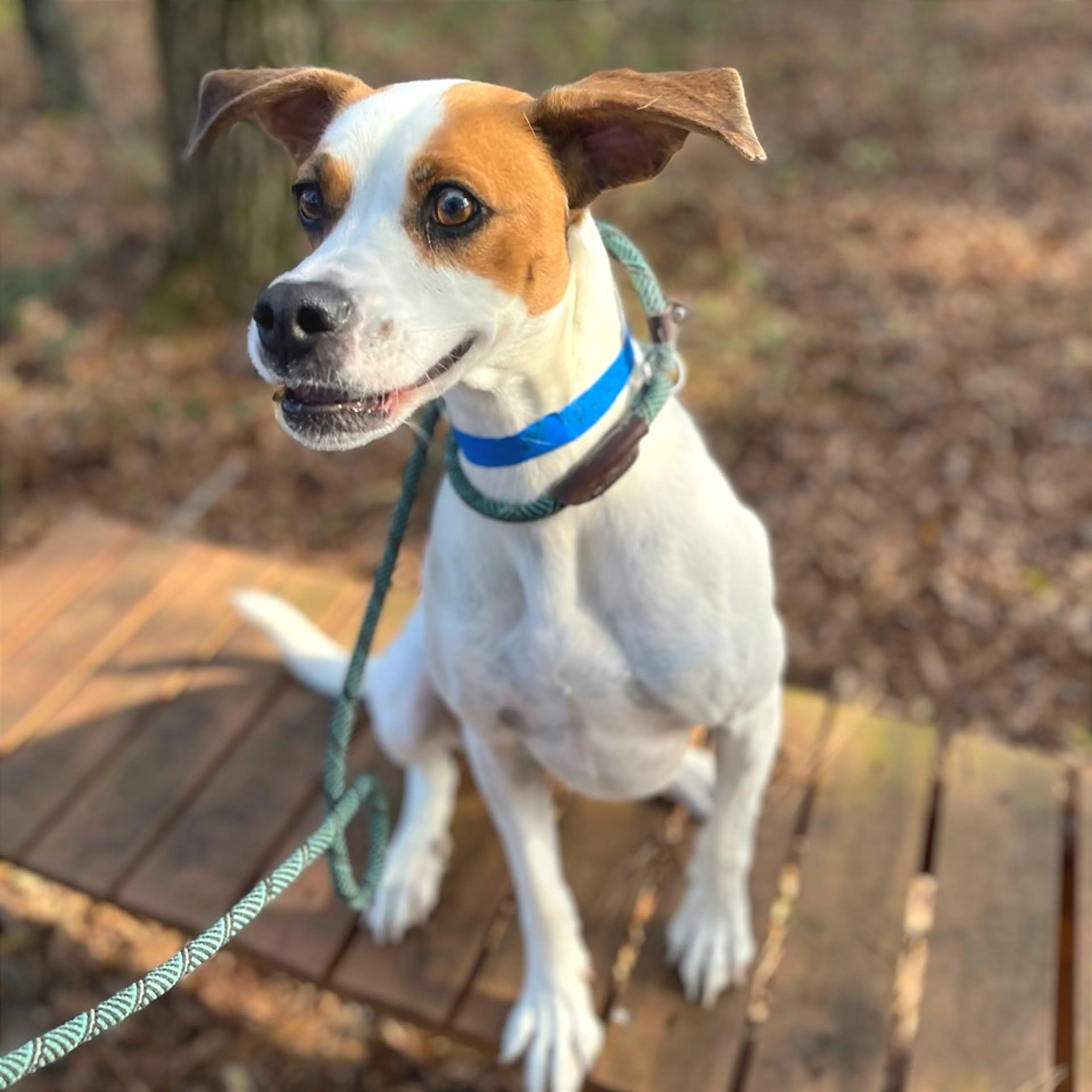 Found pet-1