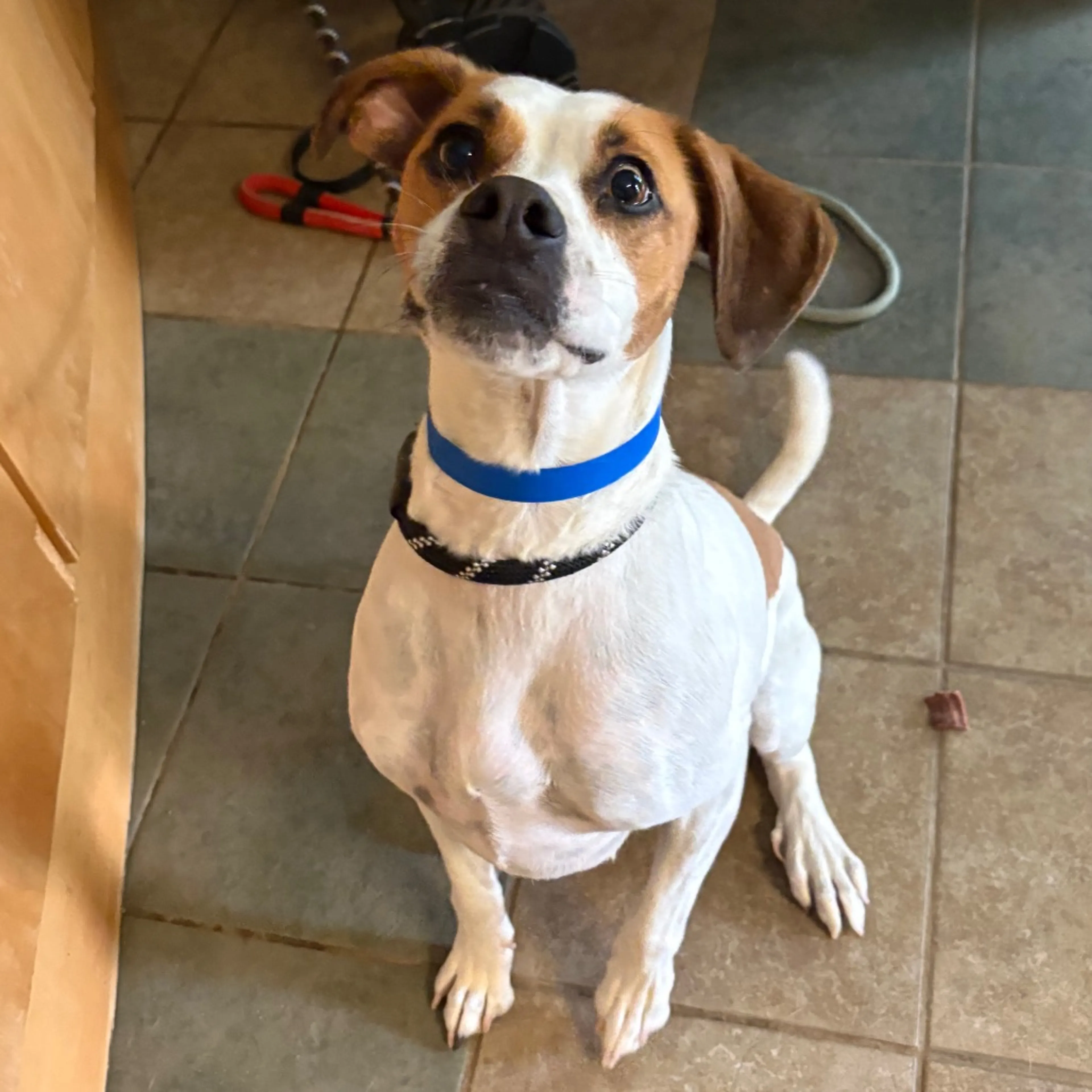 Found pet-4