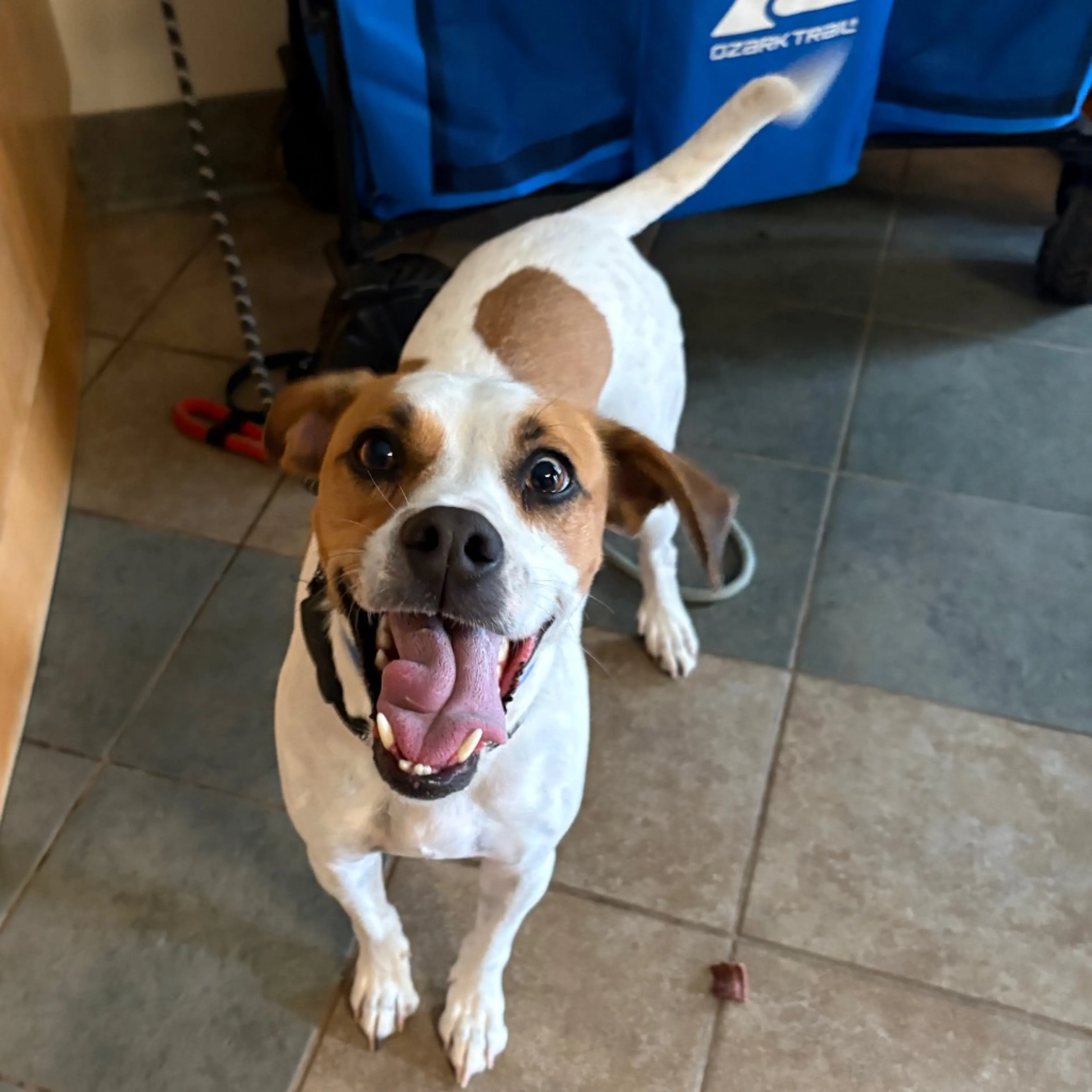 Found pet-2