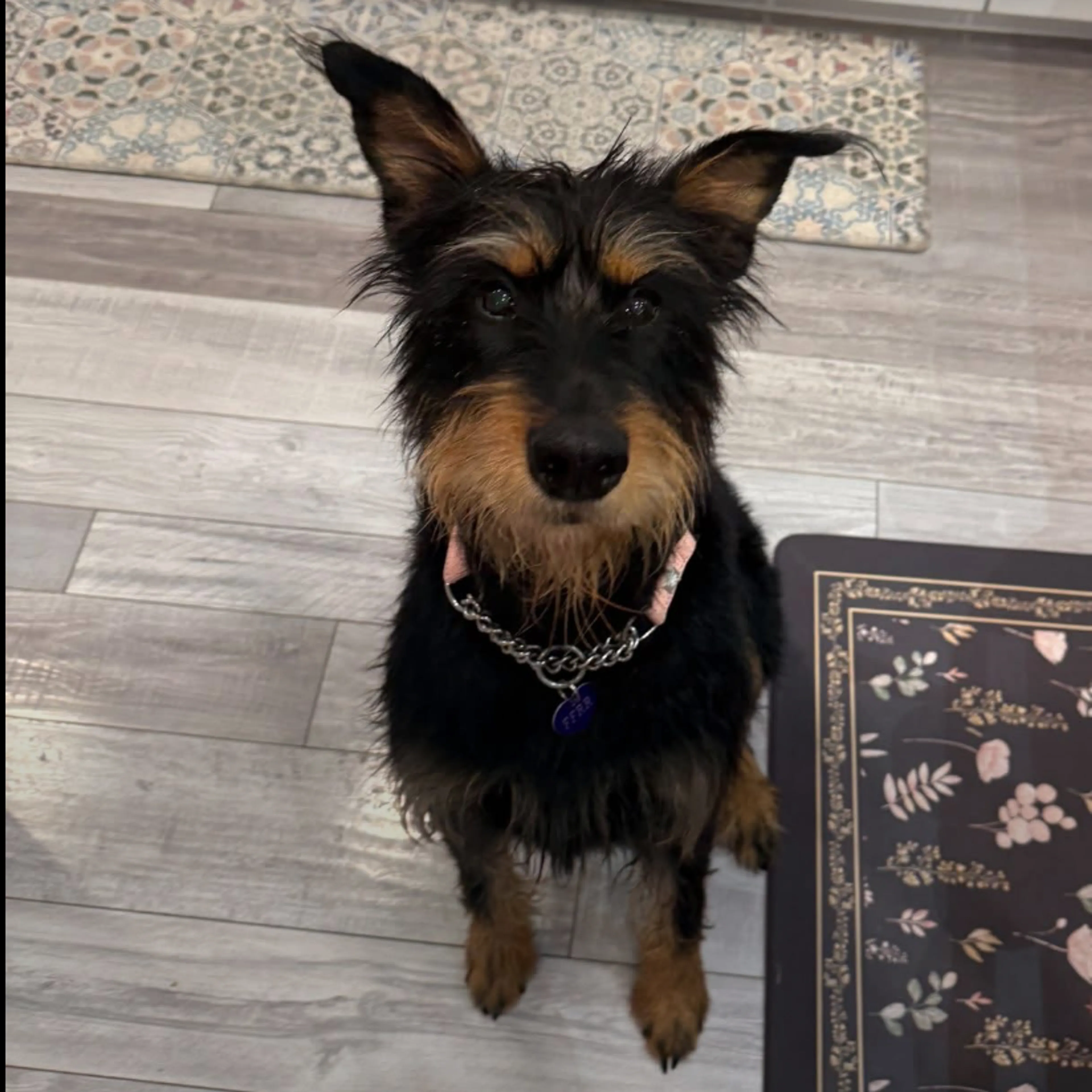 Found pet-1