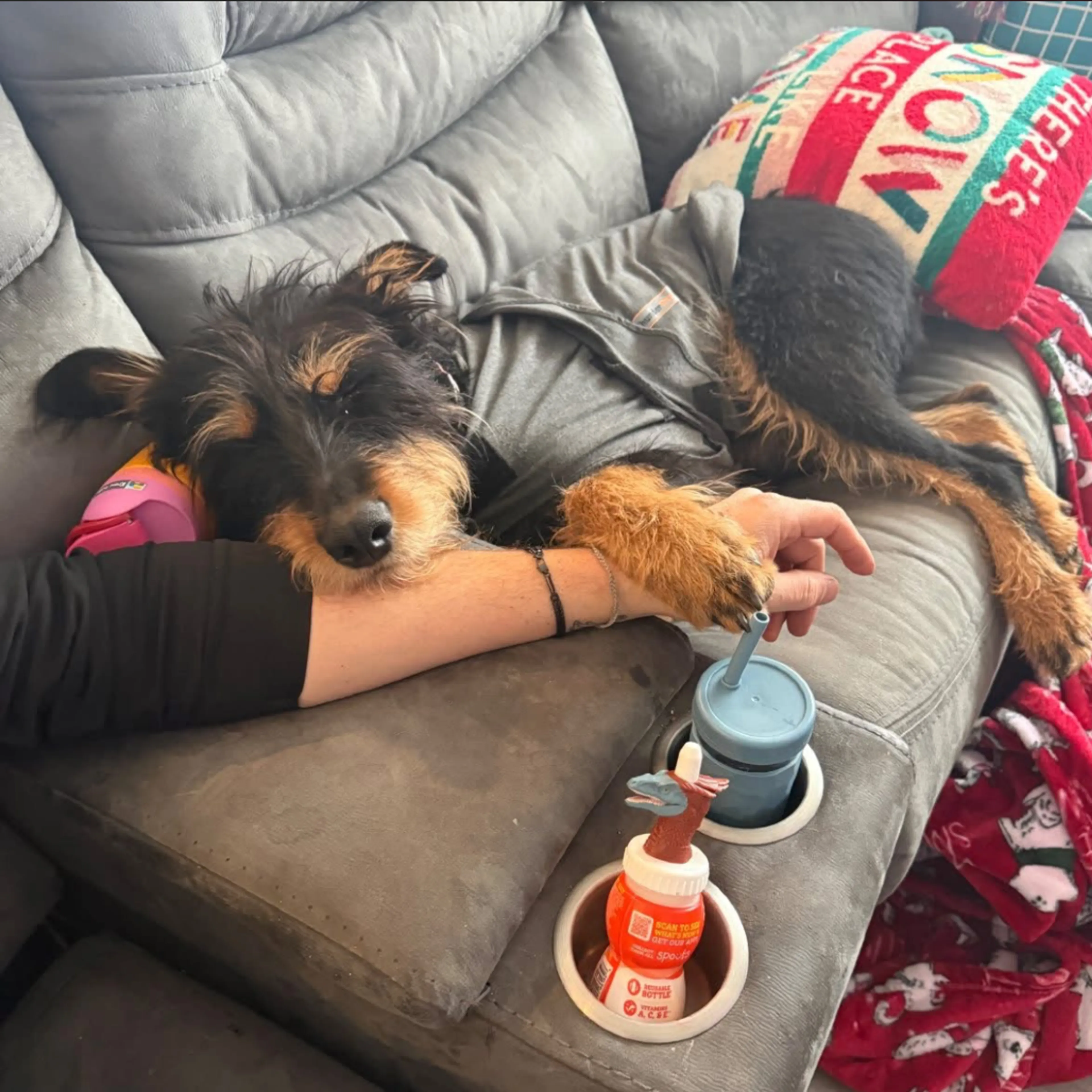 Found pet-2