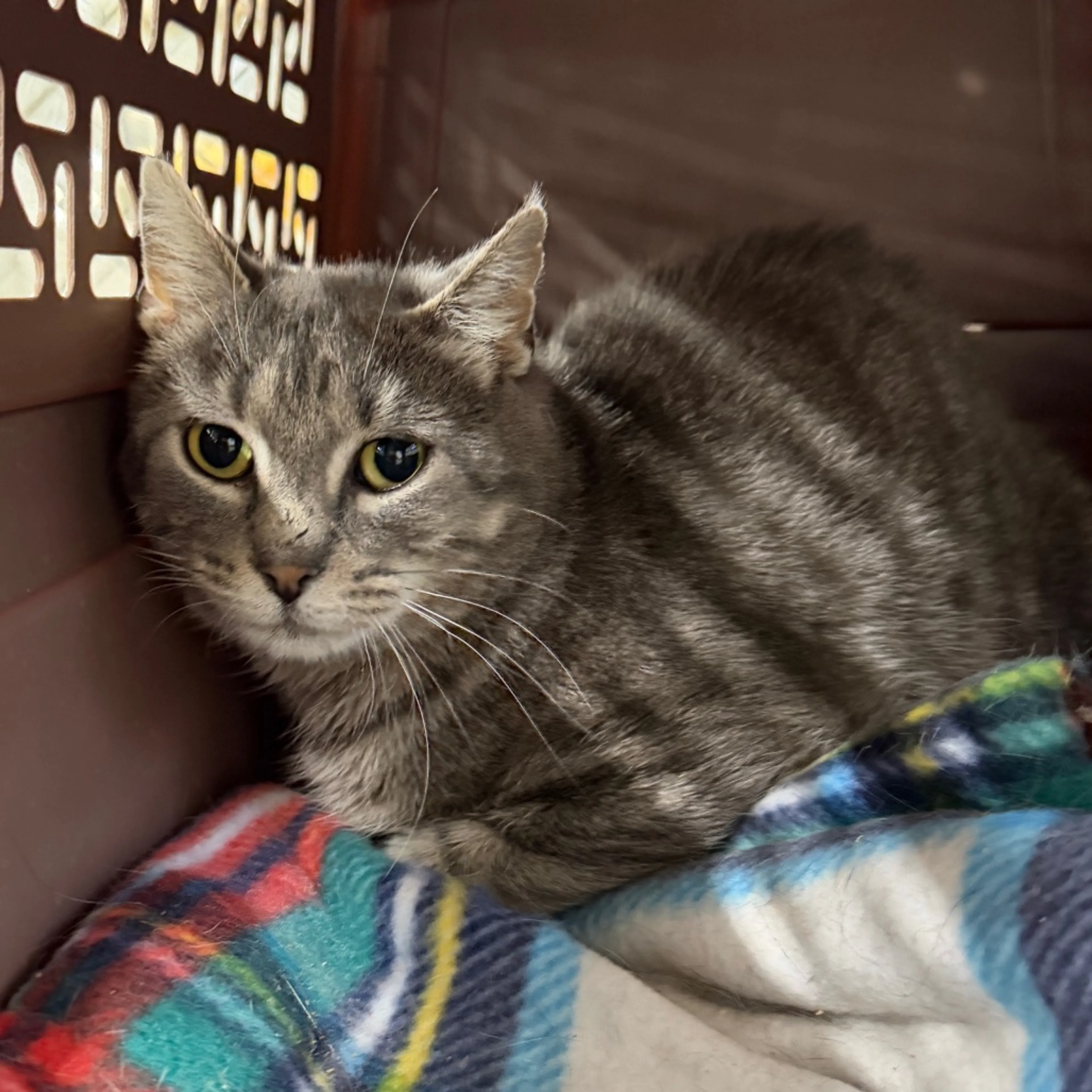 Found pet-2