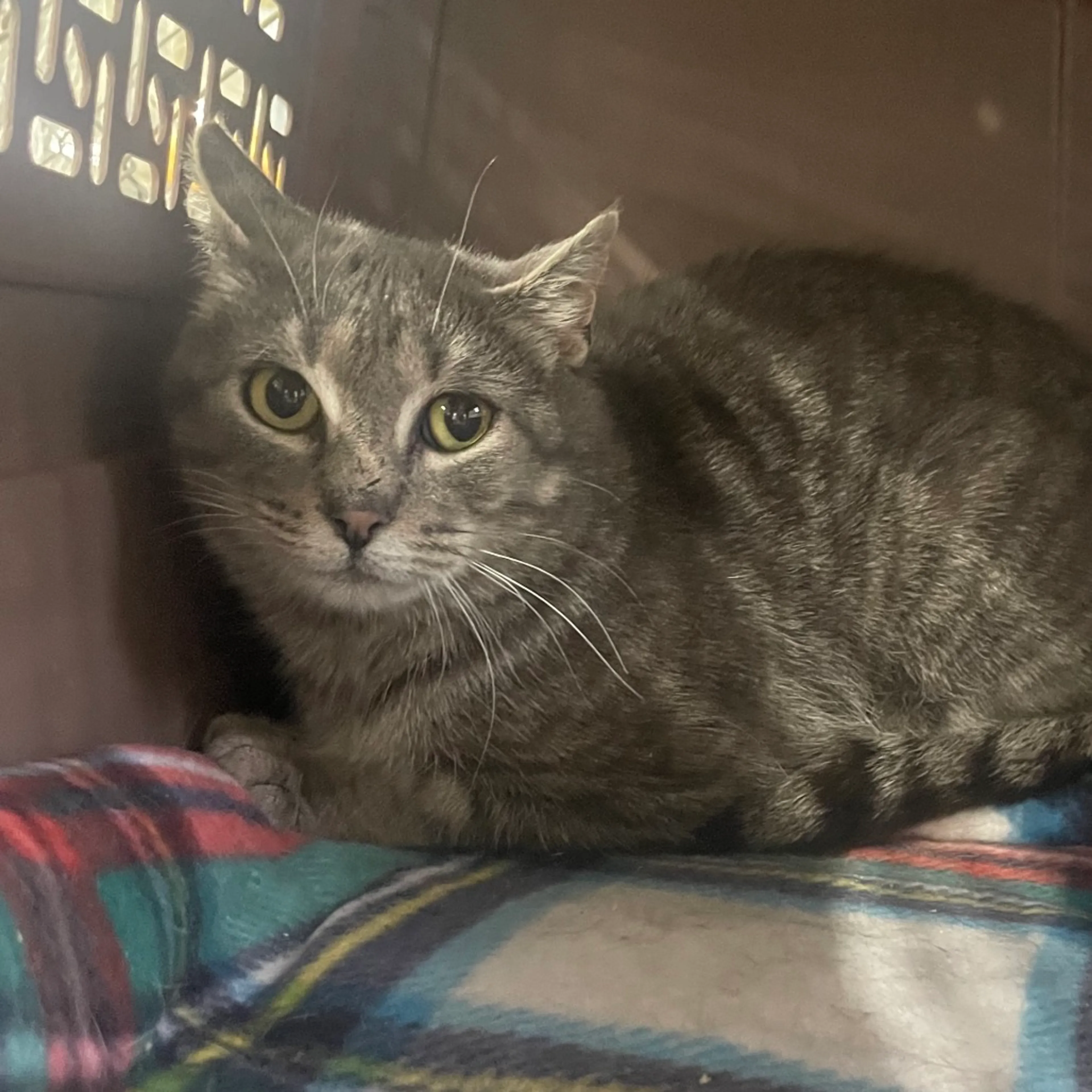 Found pet-1