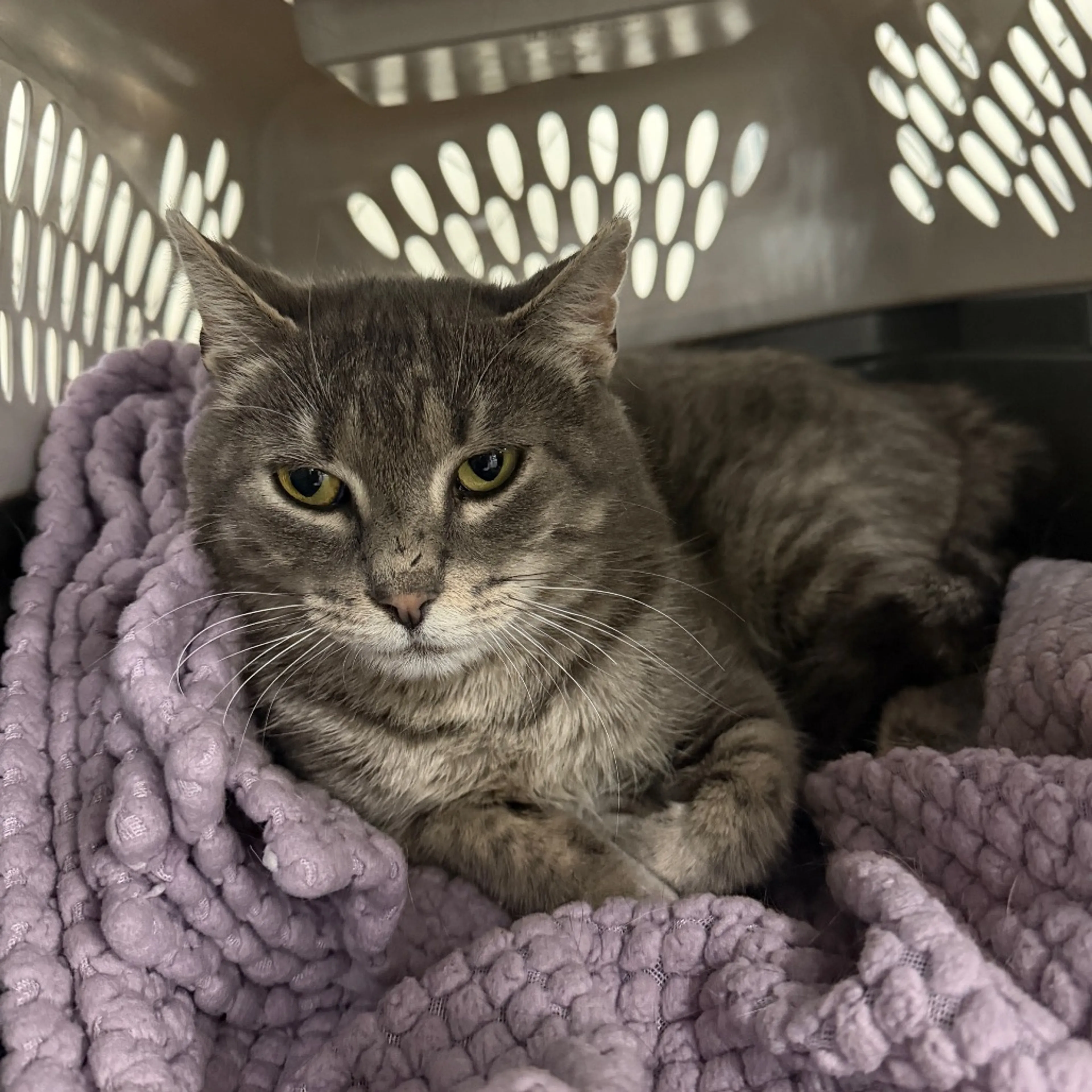 Found pet-3