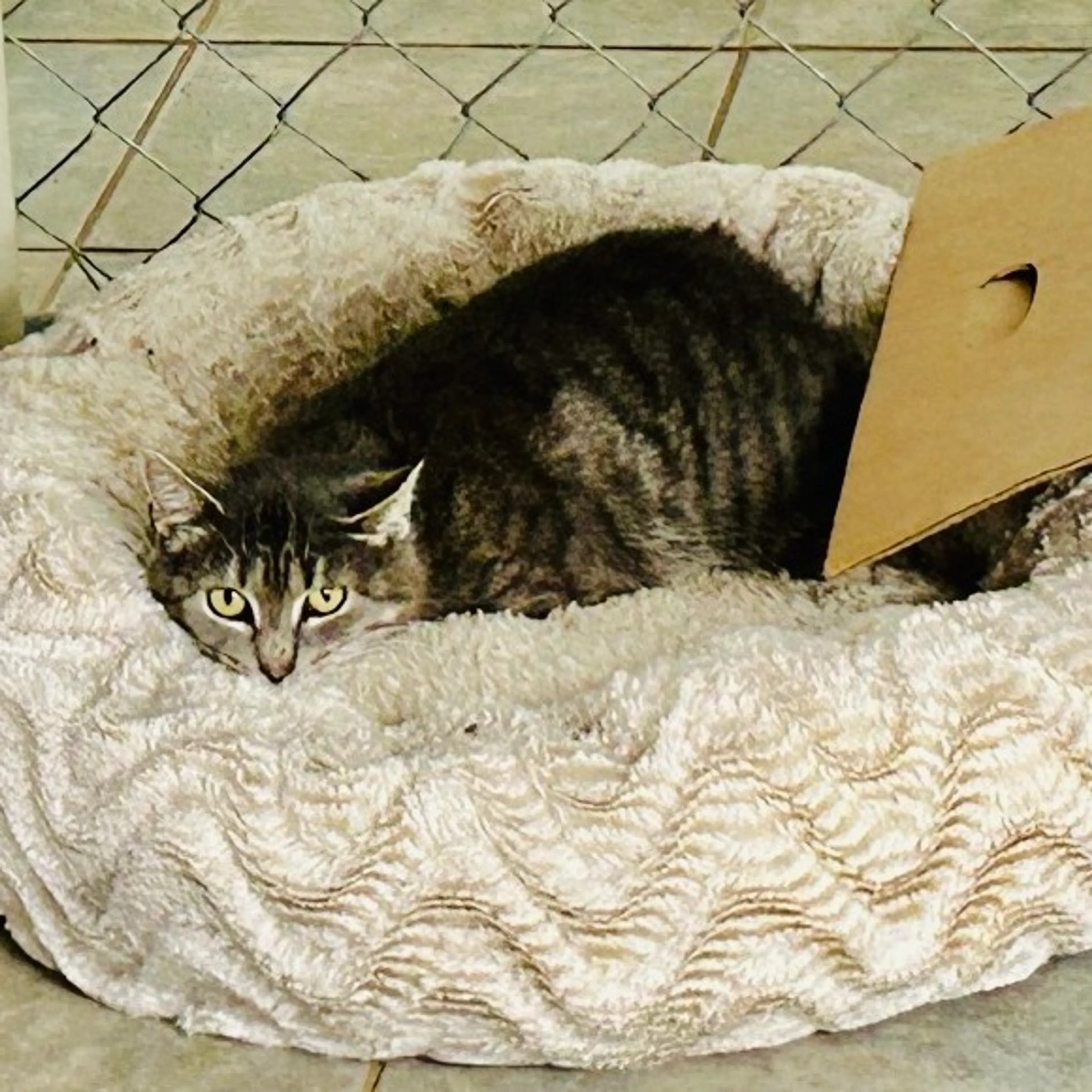 Found pet-4