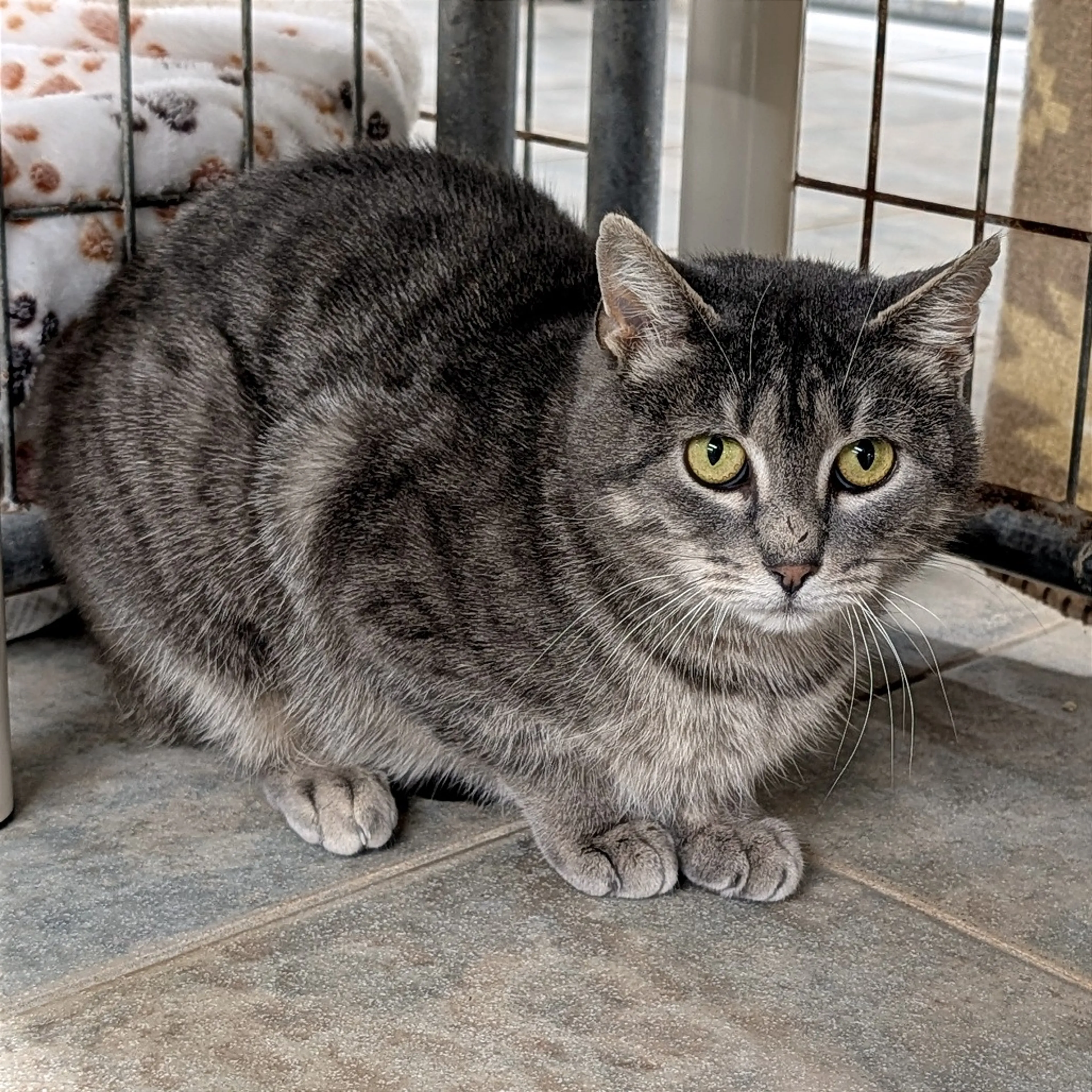 Found pet-5