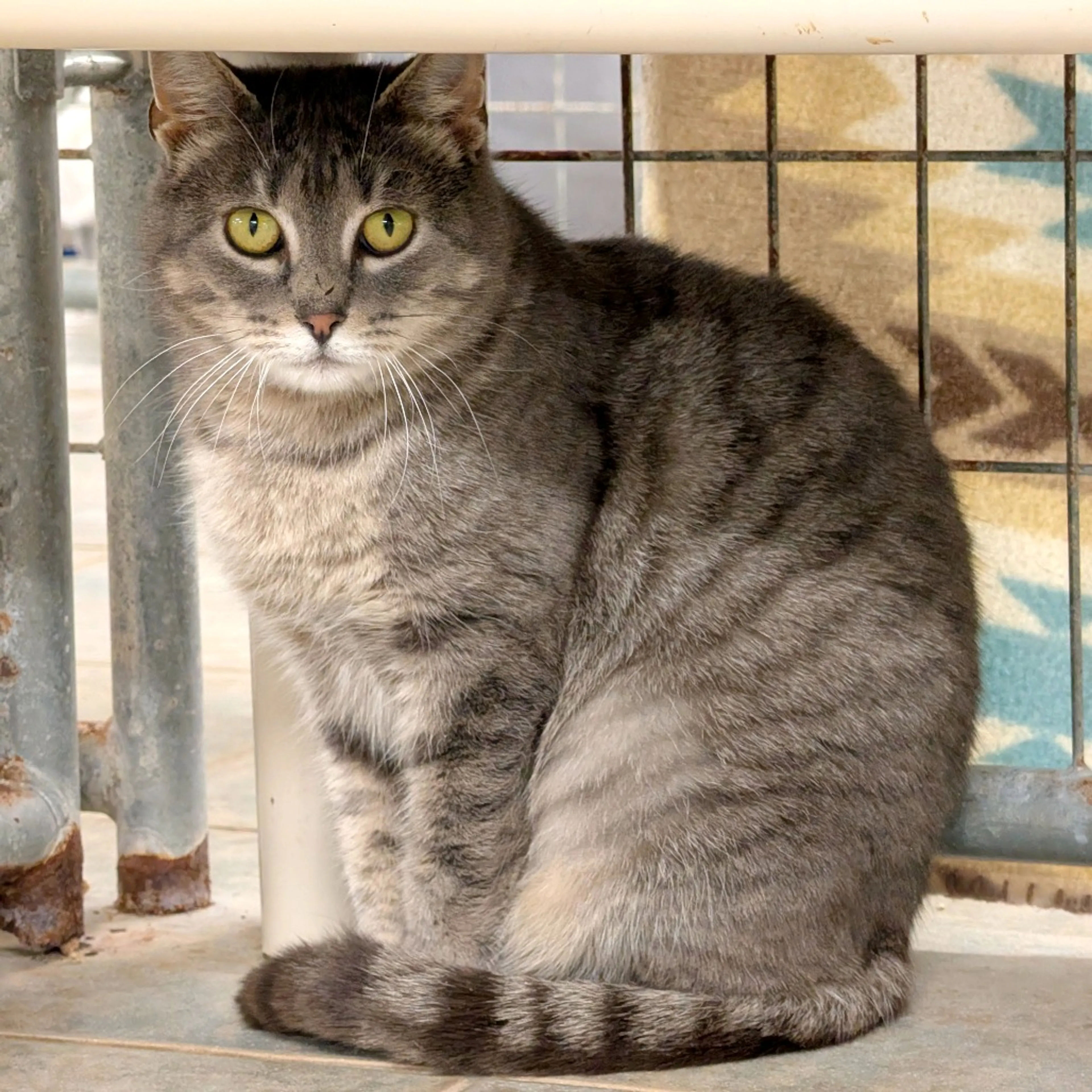 Found pet-6