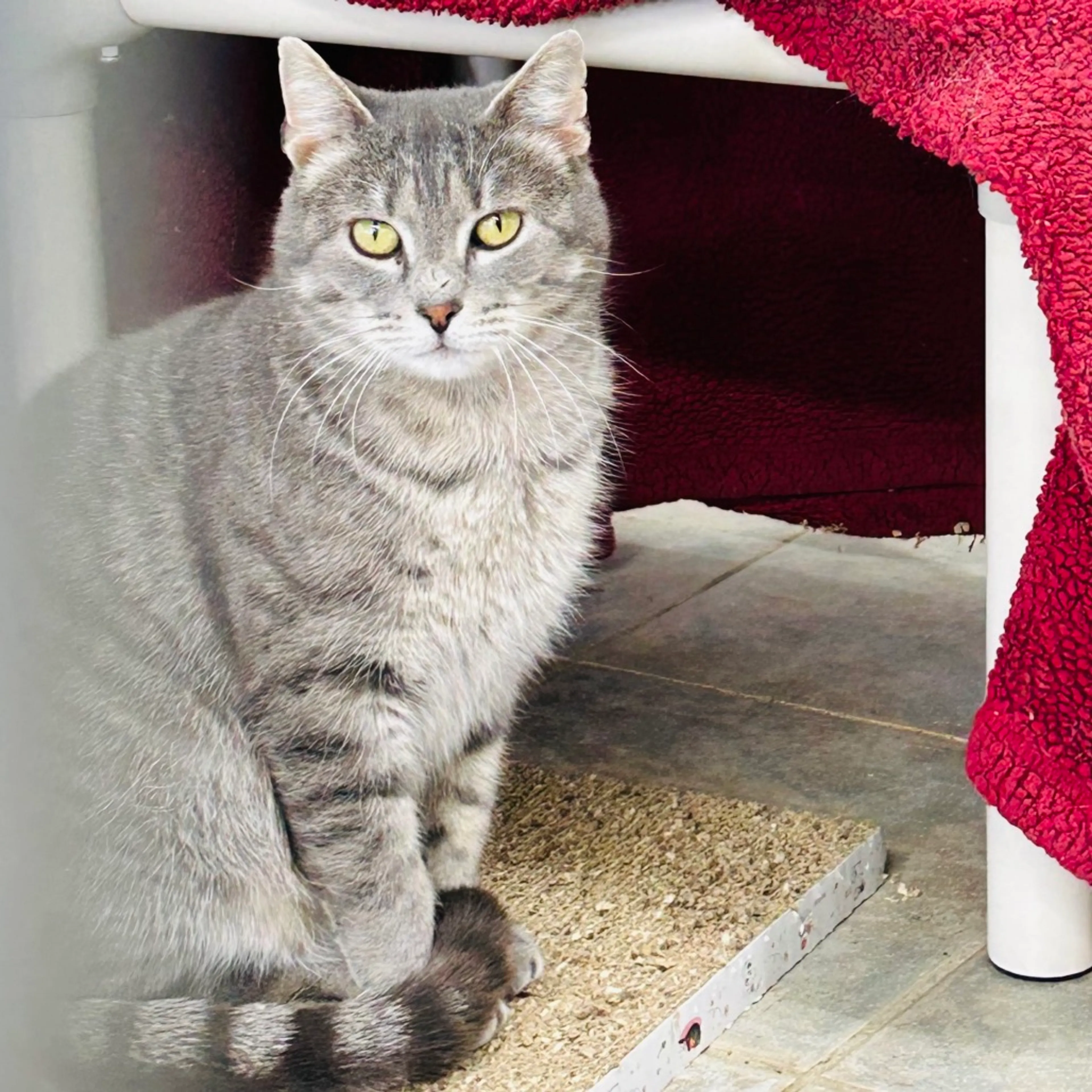 Found pet-7