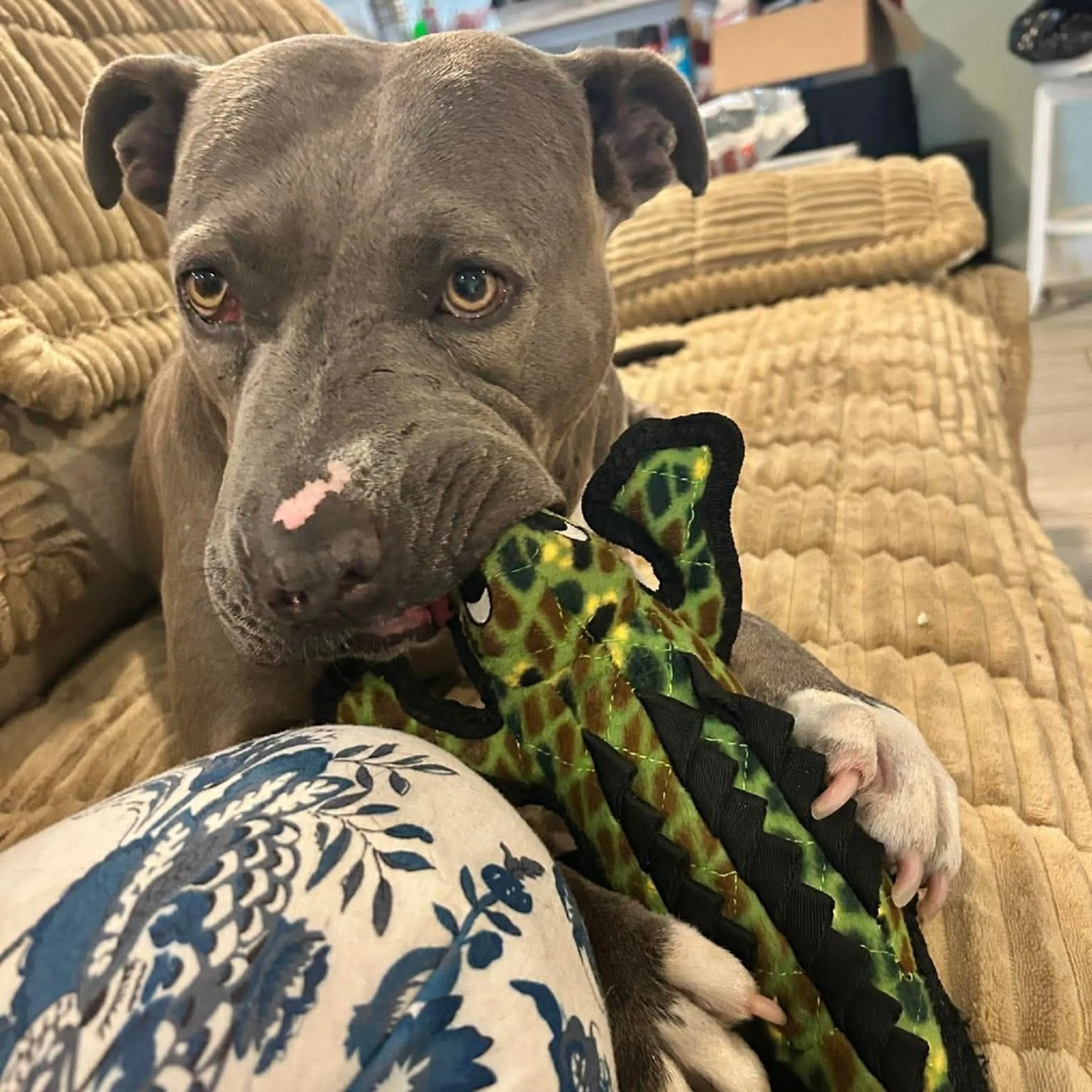 Found pet-6