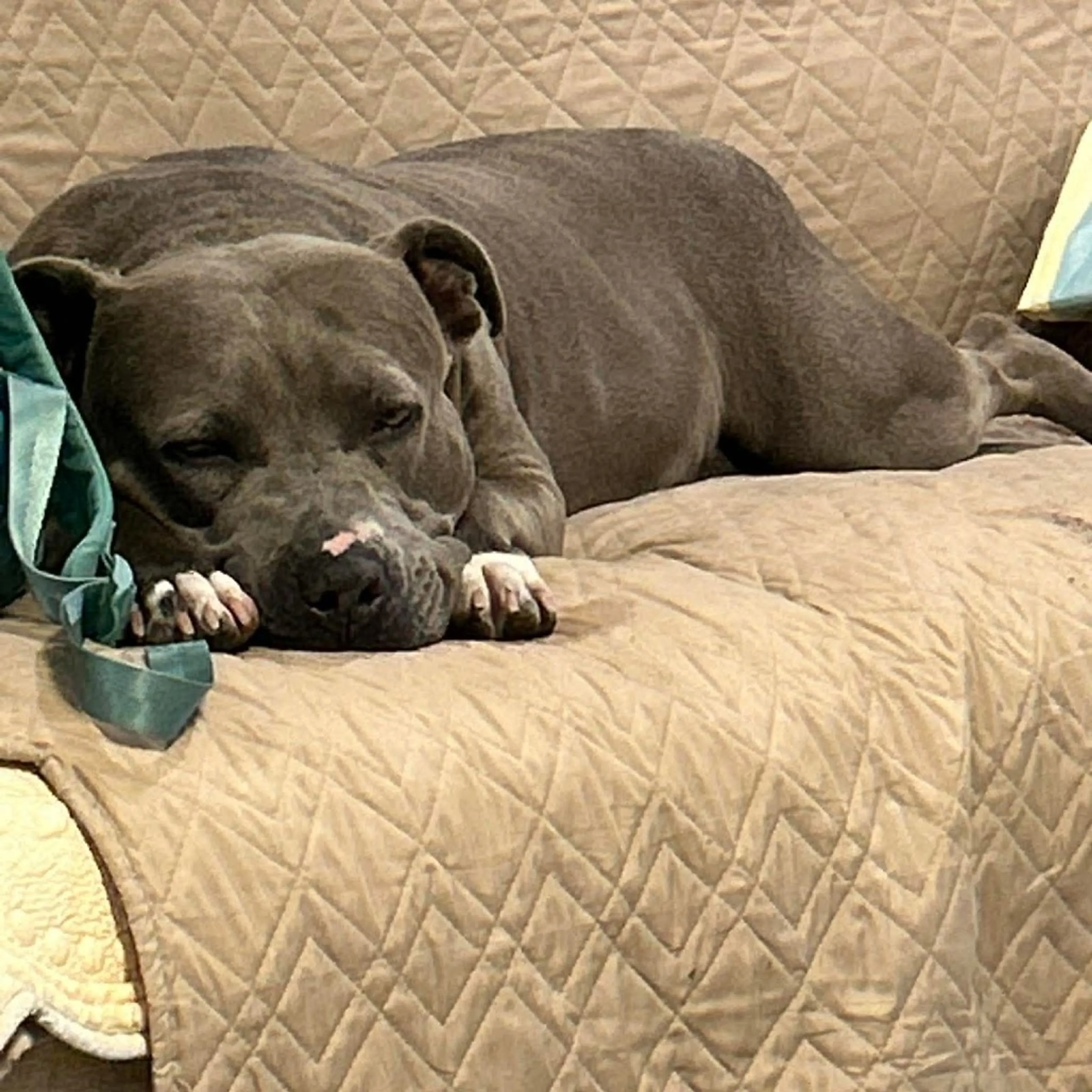 Found pet-7
