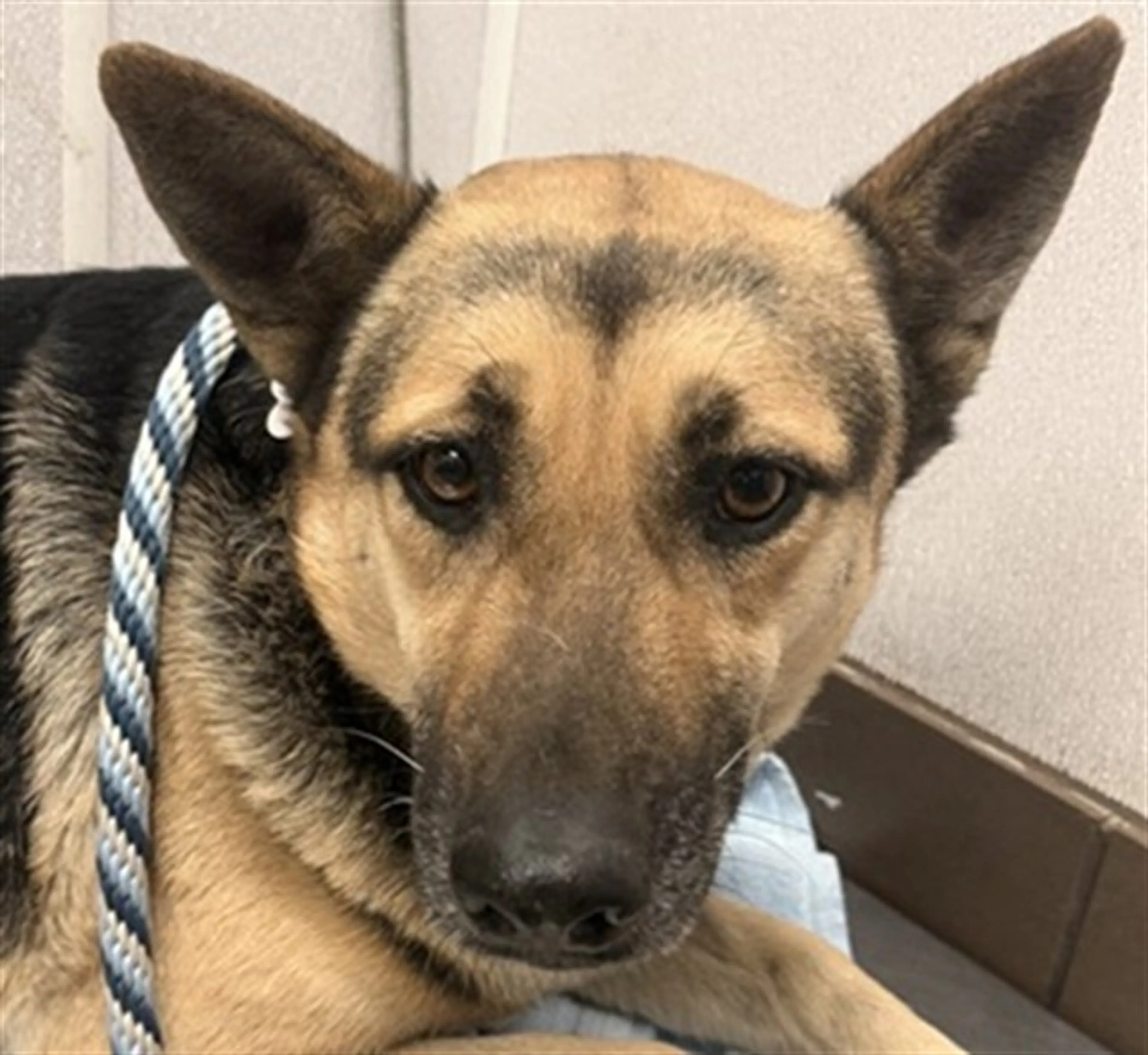 Found pet