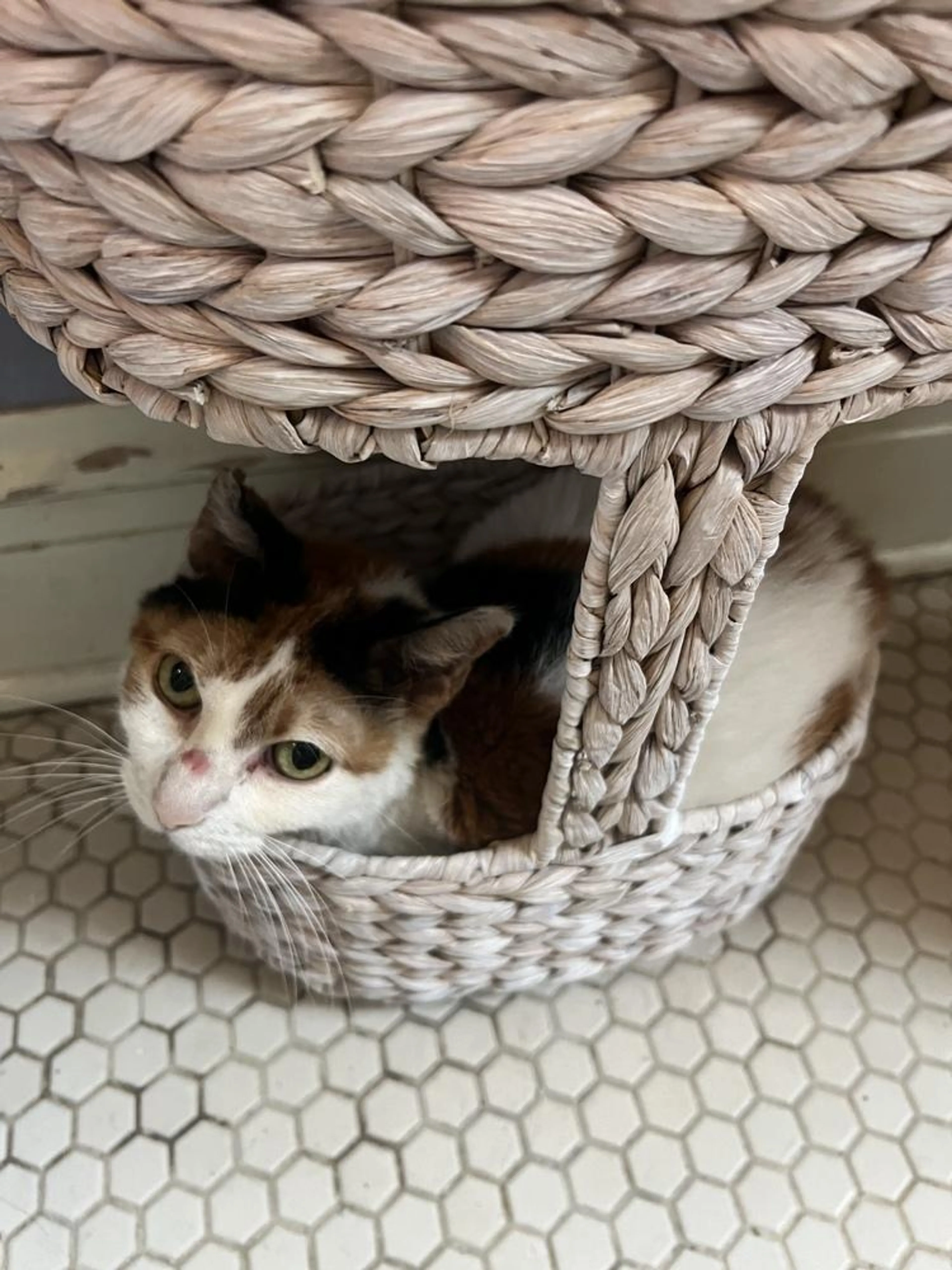 Found pet-1