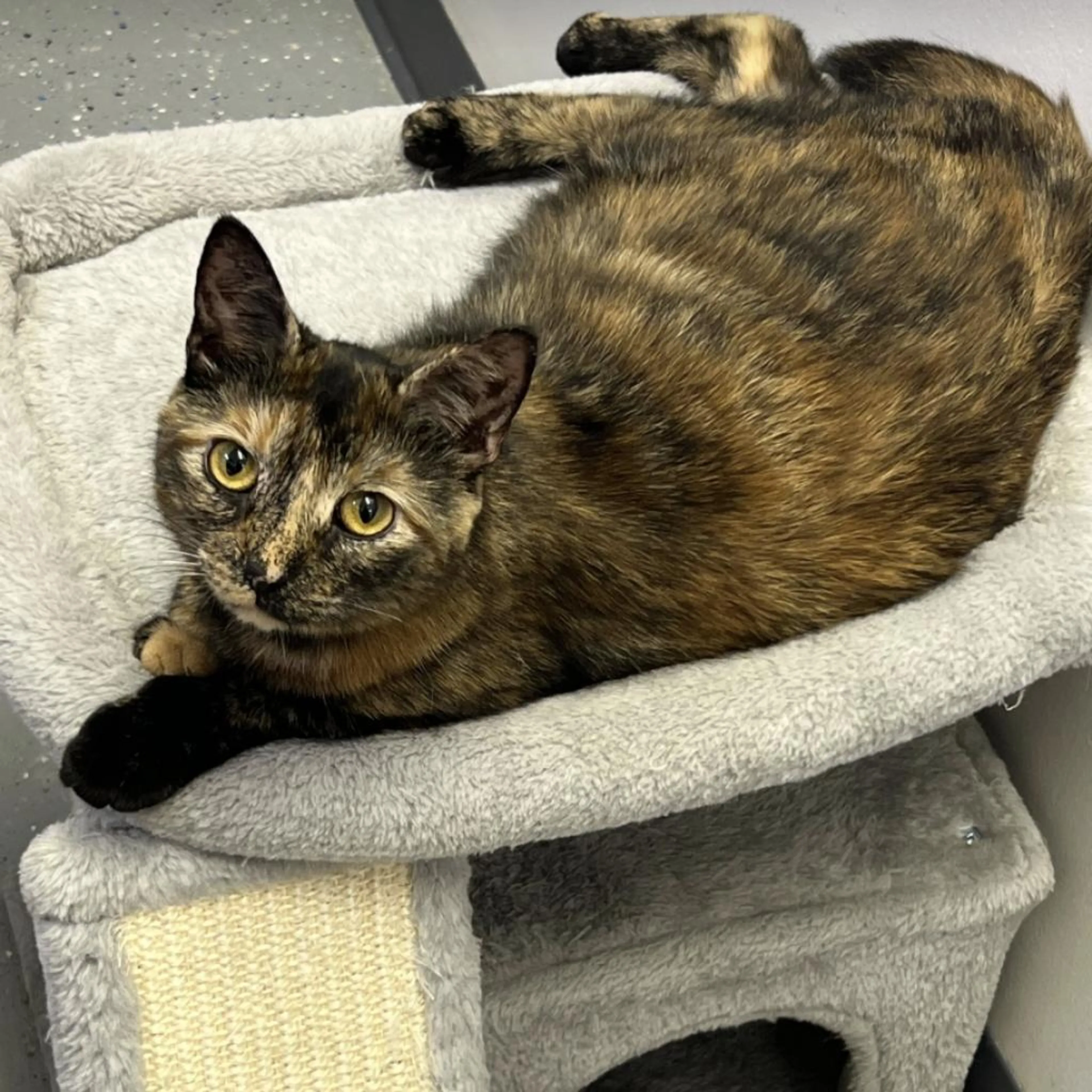 Found pet-2